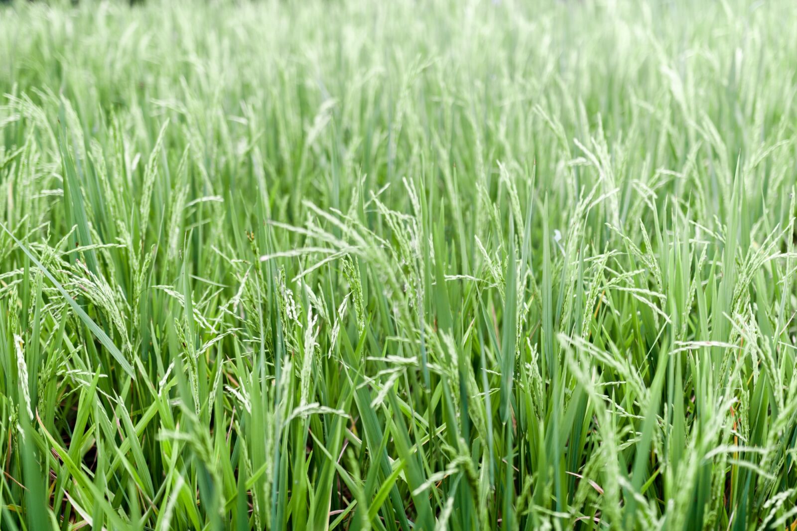 Canon EOS 750D (EOS Rebel T6i / EOS Kiss X8i) sample photo. Rice, plant, agriculture photography