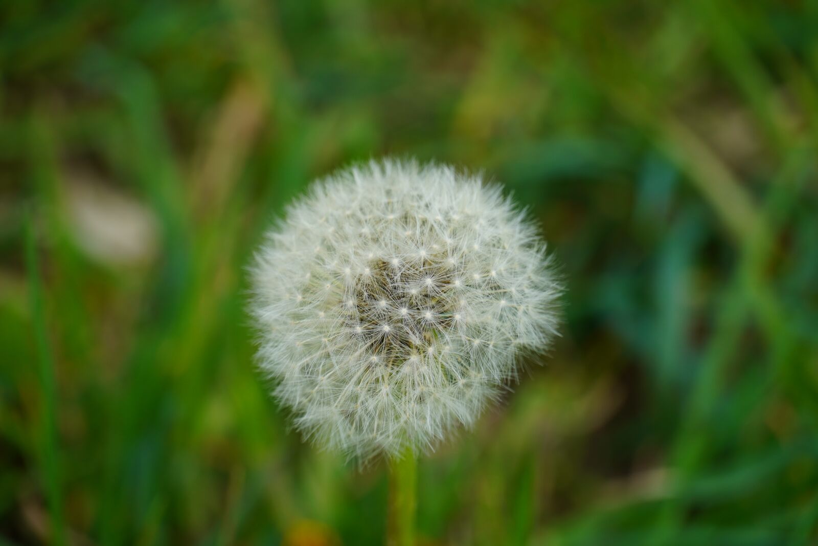 Sony a6400 sample photo. Dandelion, close up, spring photography