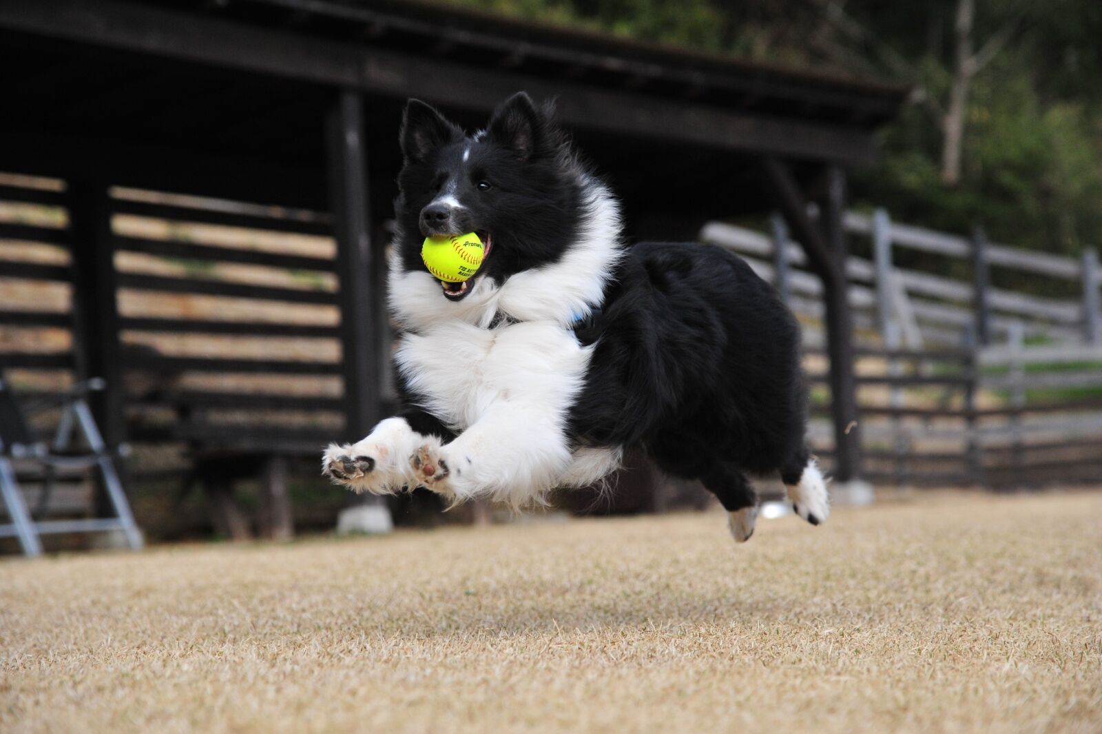 Nikon D700 sample photo. Dog, fly, play photography