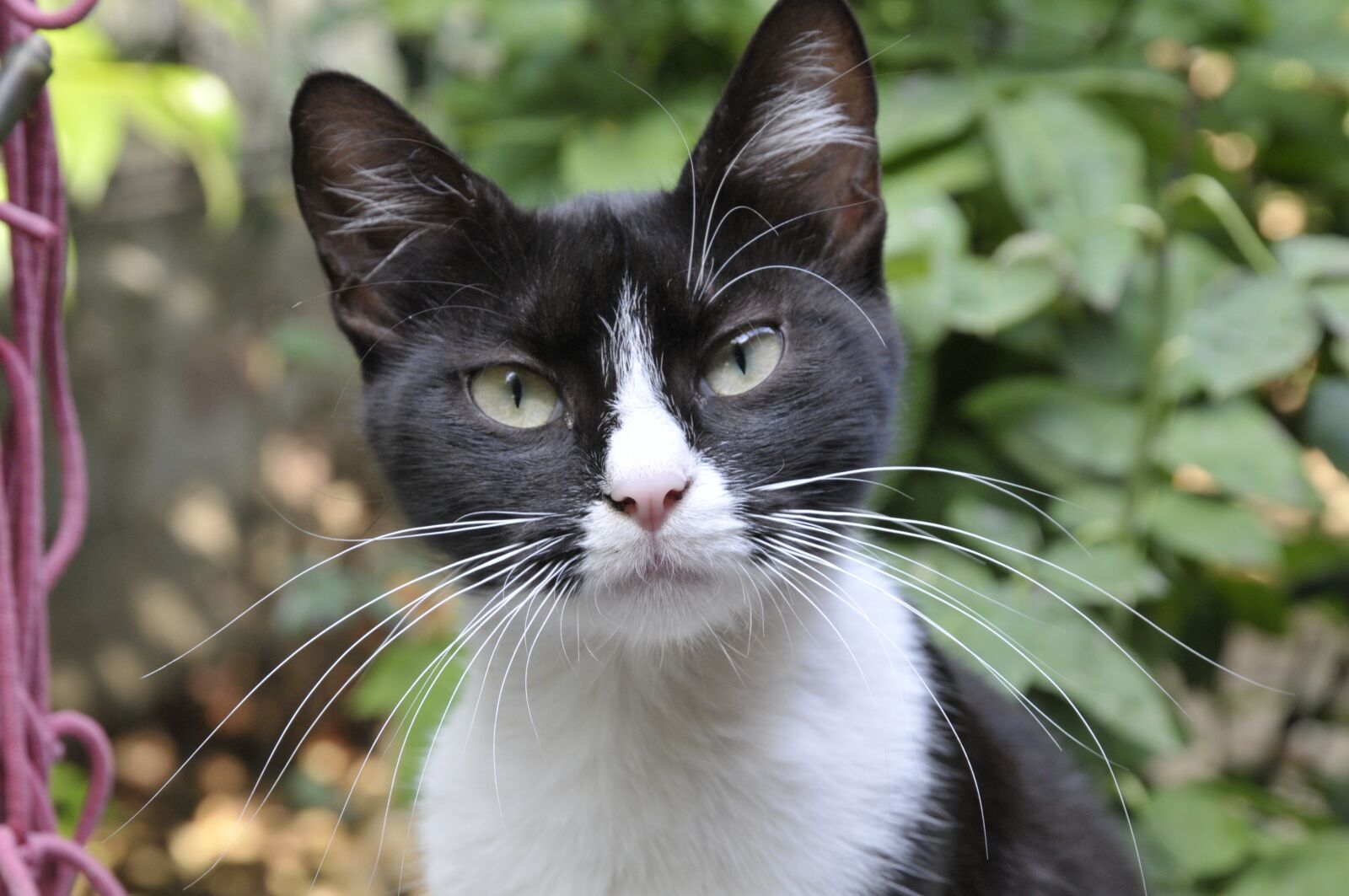 Nikon D300 sample photo. Cat, black and white photography