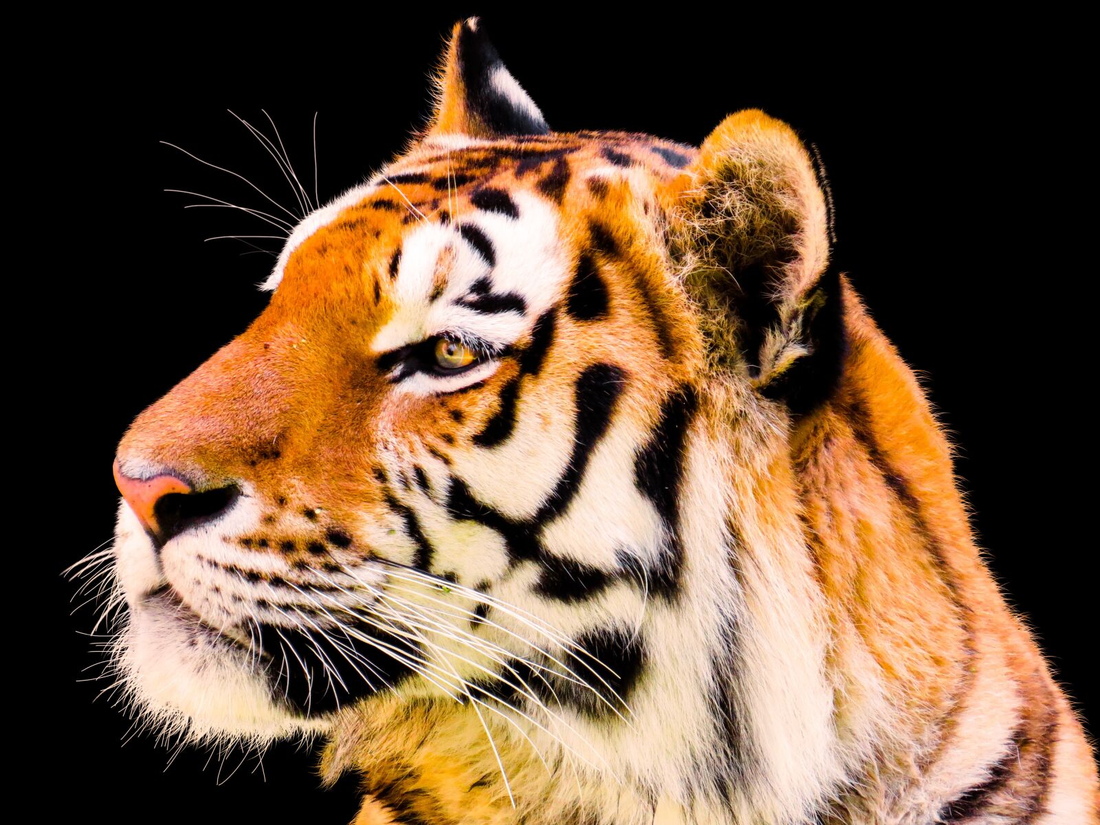 Canon PowerShot SX50 HS sample photo. Animal, tiger, big cat photography