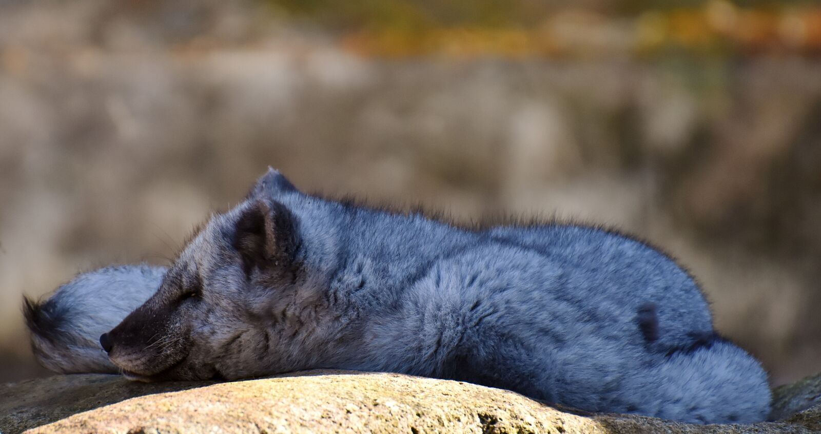 Nikon D7200 sample photo. Arctic fox, sleep, wild photography