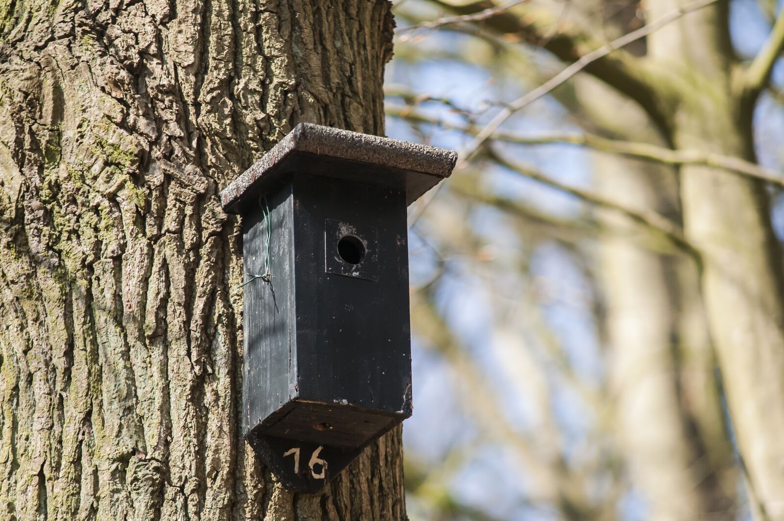 Nikon D300 sample photo. Nest box, birdhouse, forest photography