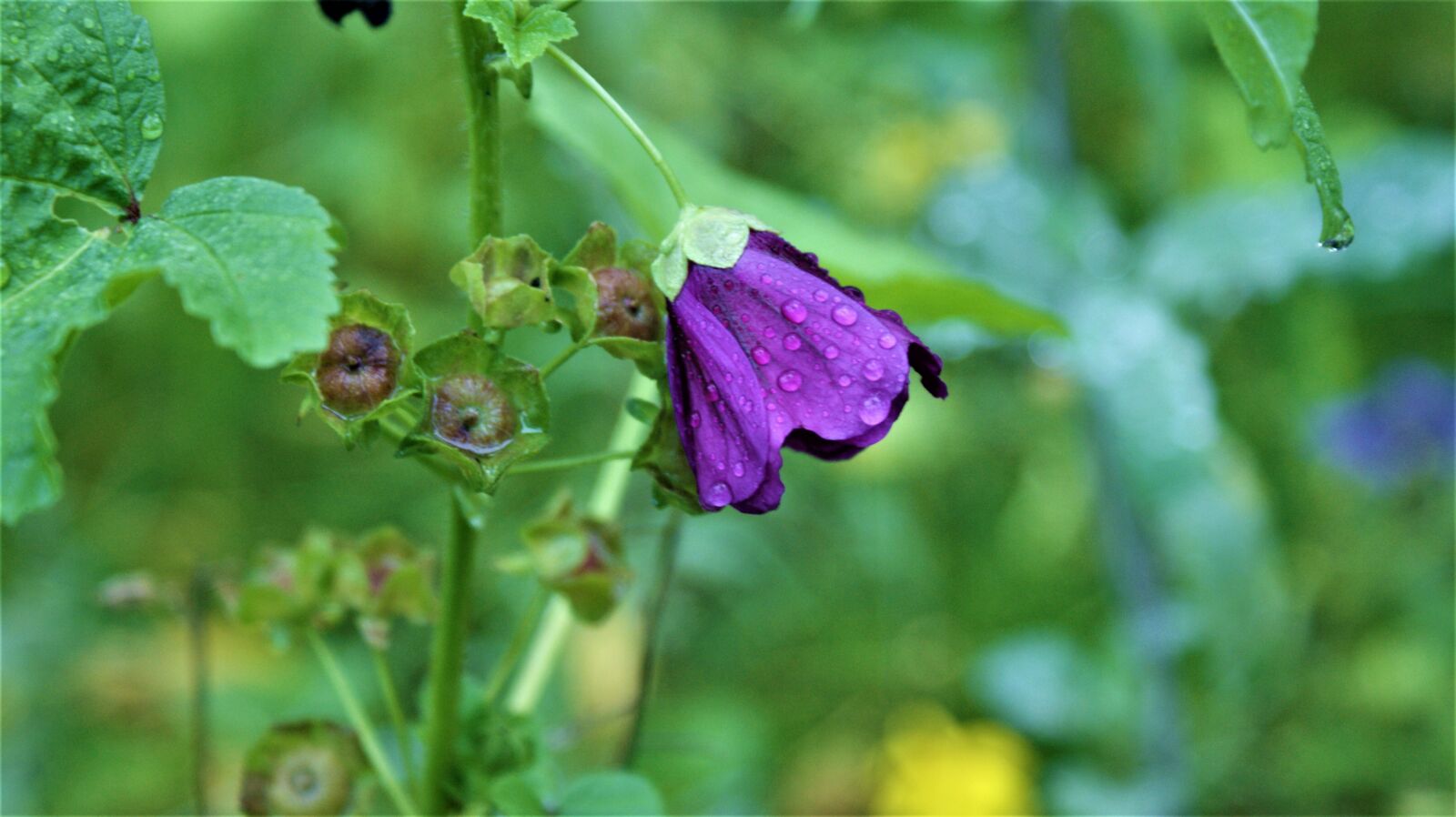 Sony Alpha DSLR-A350 sample photo. Flower, purple, rain photography