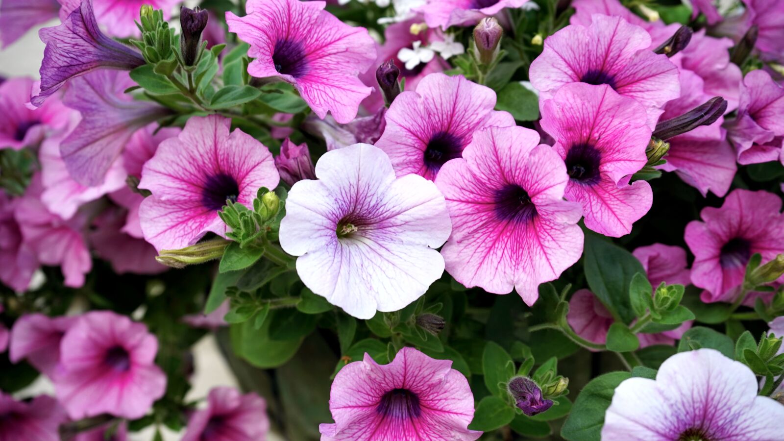 Sony MODEL-NAME sample photo. Flowers, pink, pink flowers photography