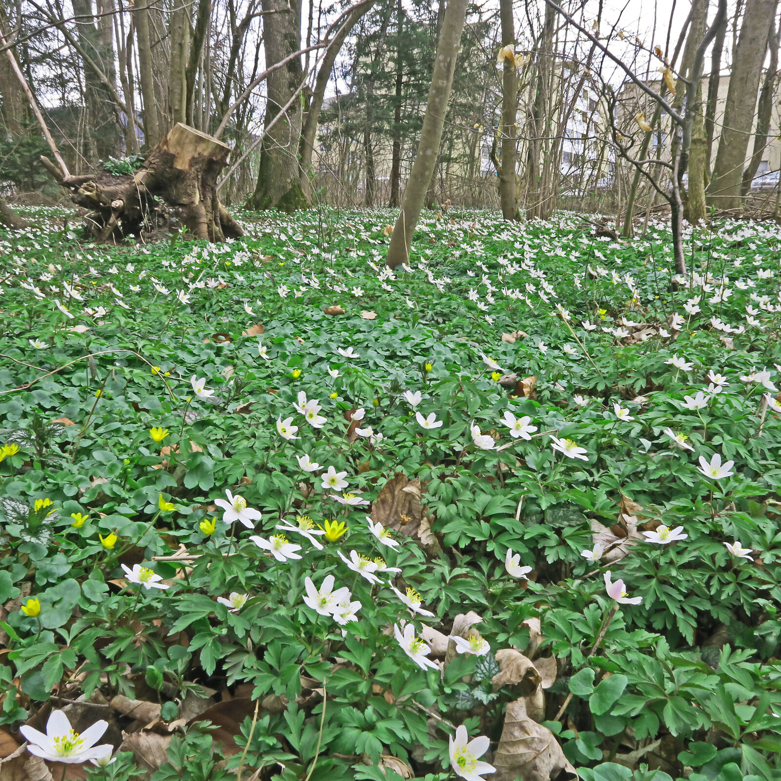 Canon PowerShot G7 X sample photo. Anemone, flowers, landscape, trees photography