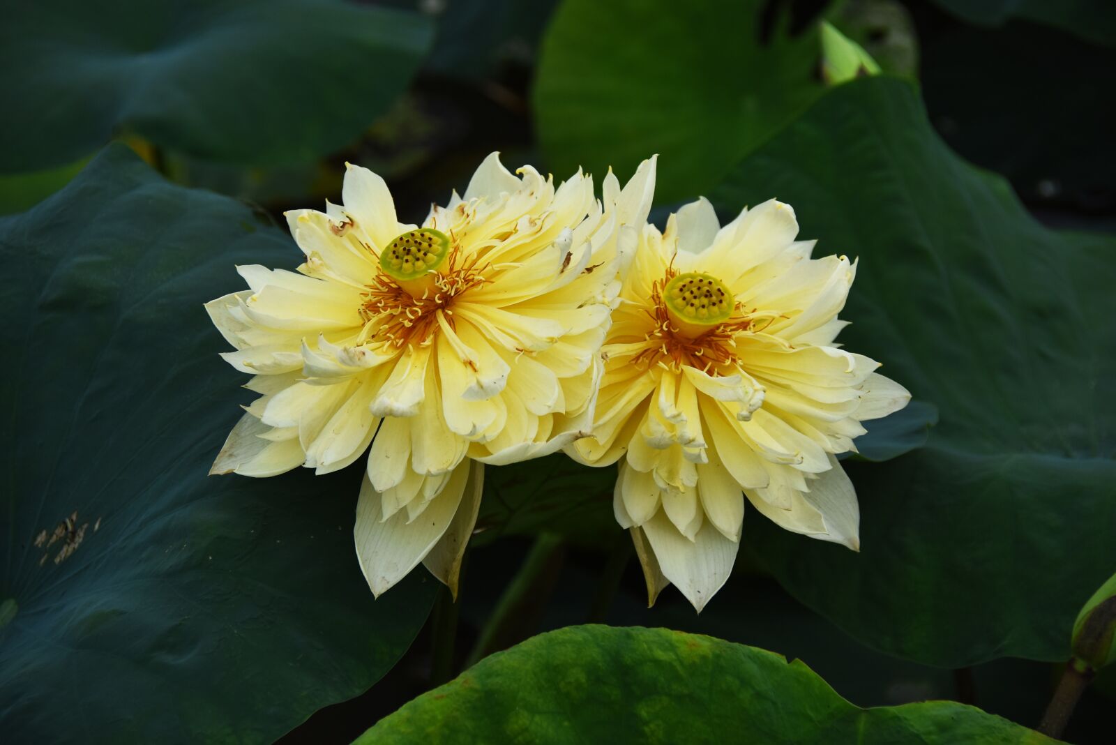 Nikon D7200 sample photo. Golden lotus, dress, outdoor photography