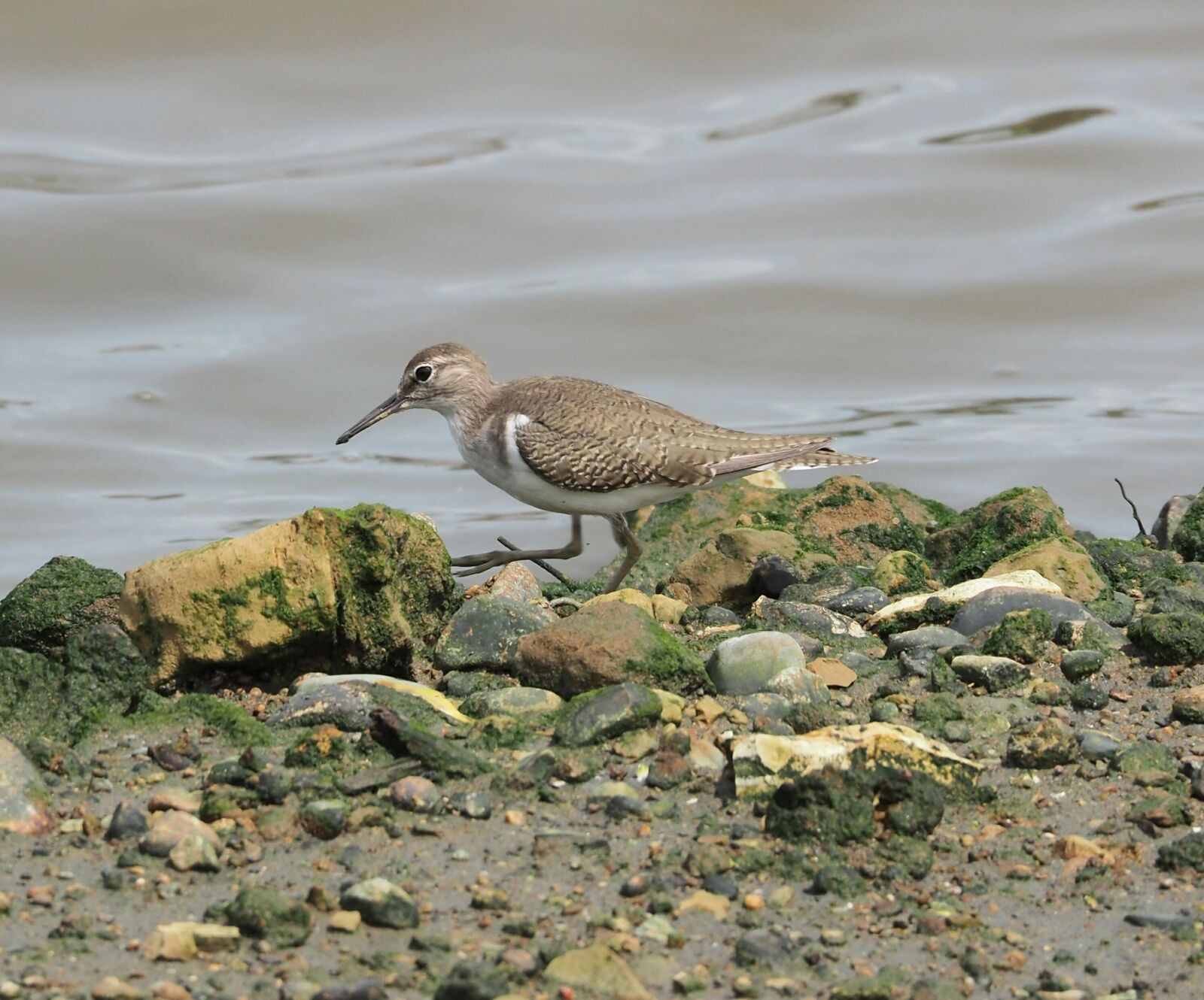 Olympus OM-D E-M1 sample photo. Shorebird, bird, wildlife photography