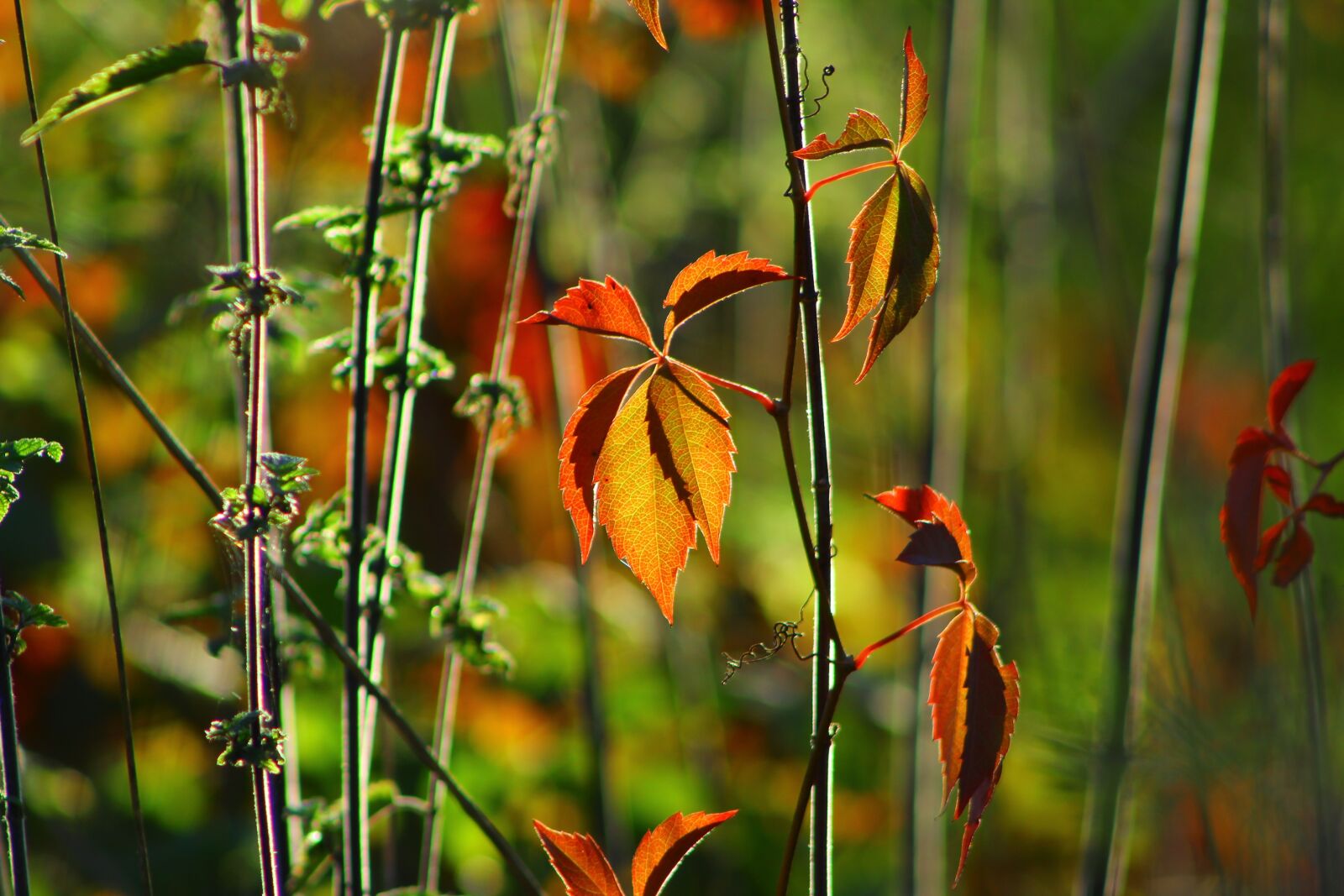 Canon EOS 4000D (EOS Rebel T100 / EOS 3000D) sample photo. Leaves, plants, autumn photography