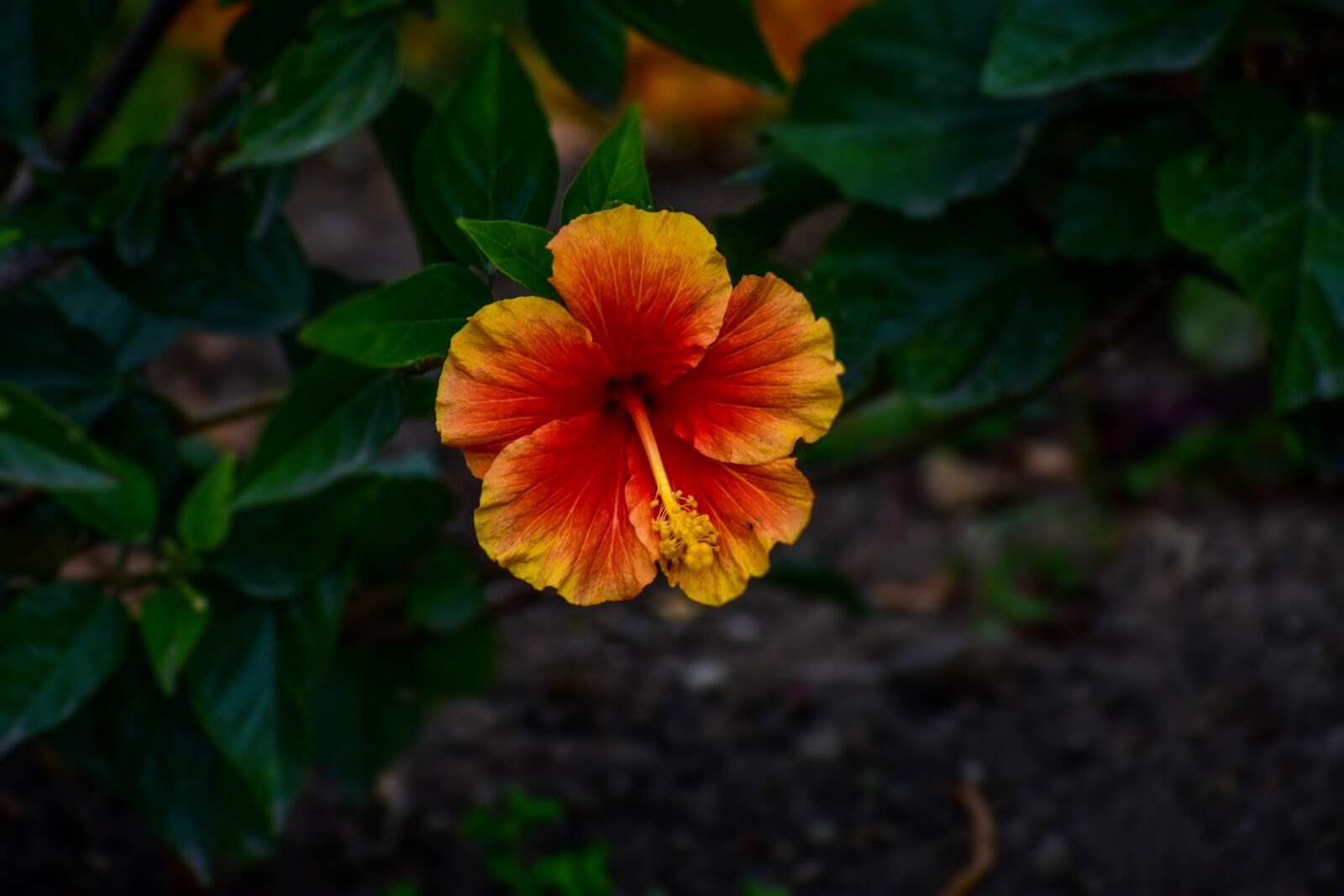Nikon D3400 sample photo. Flower, orange, garden photography