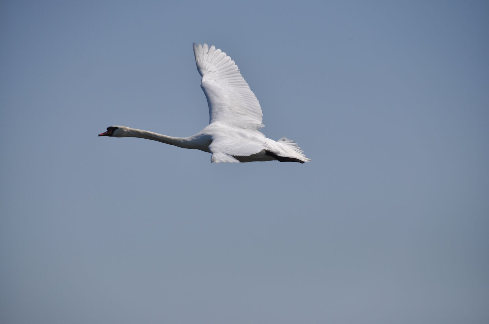 Nikon D90 sample photo. Swan, bird, sky photography
