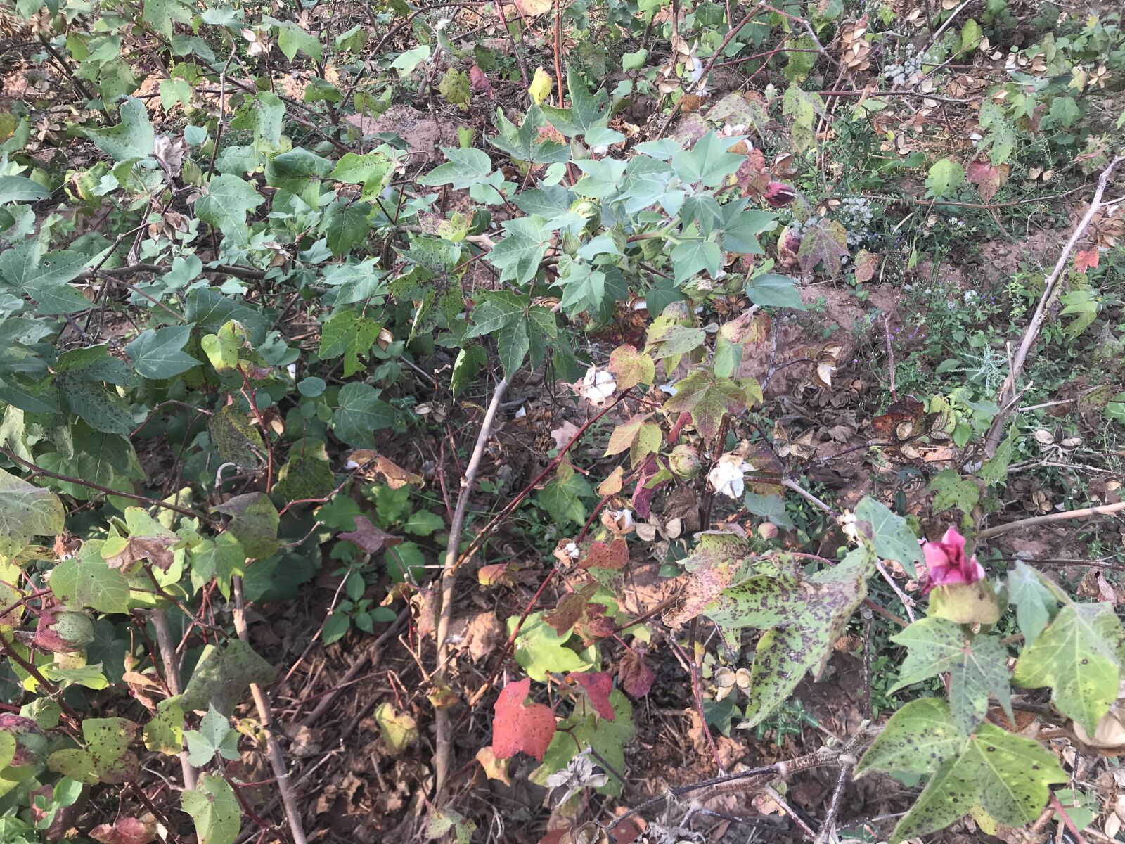 iPhone 7 back camera 3.99mm f/1.8 sample photo. Farm, person growing cotton photography