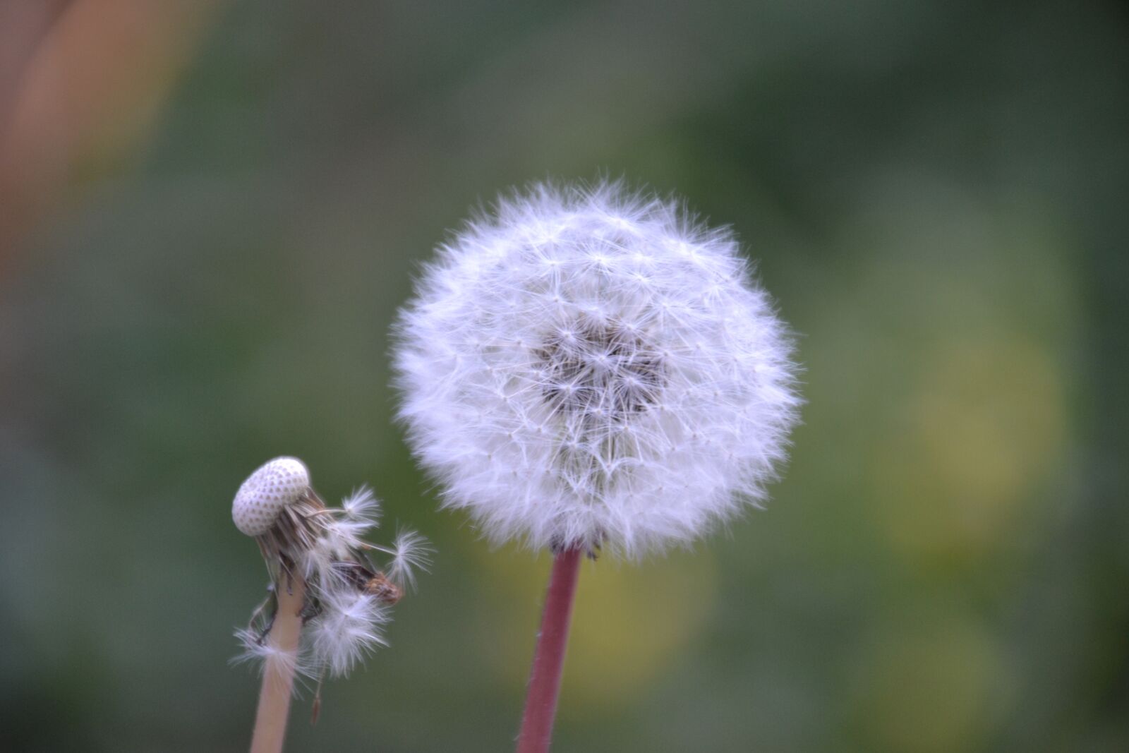 Nikon D3100 sample photo. Dandelion, meadow, nature photography