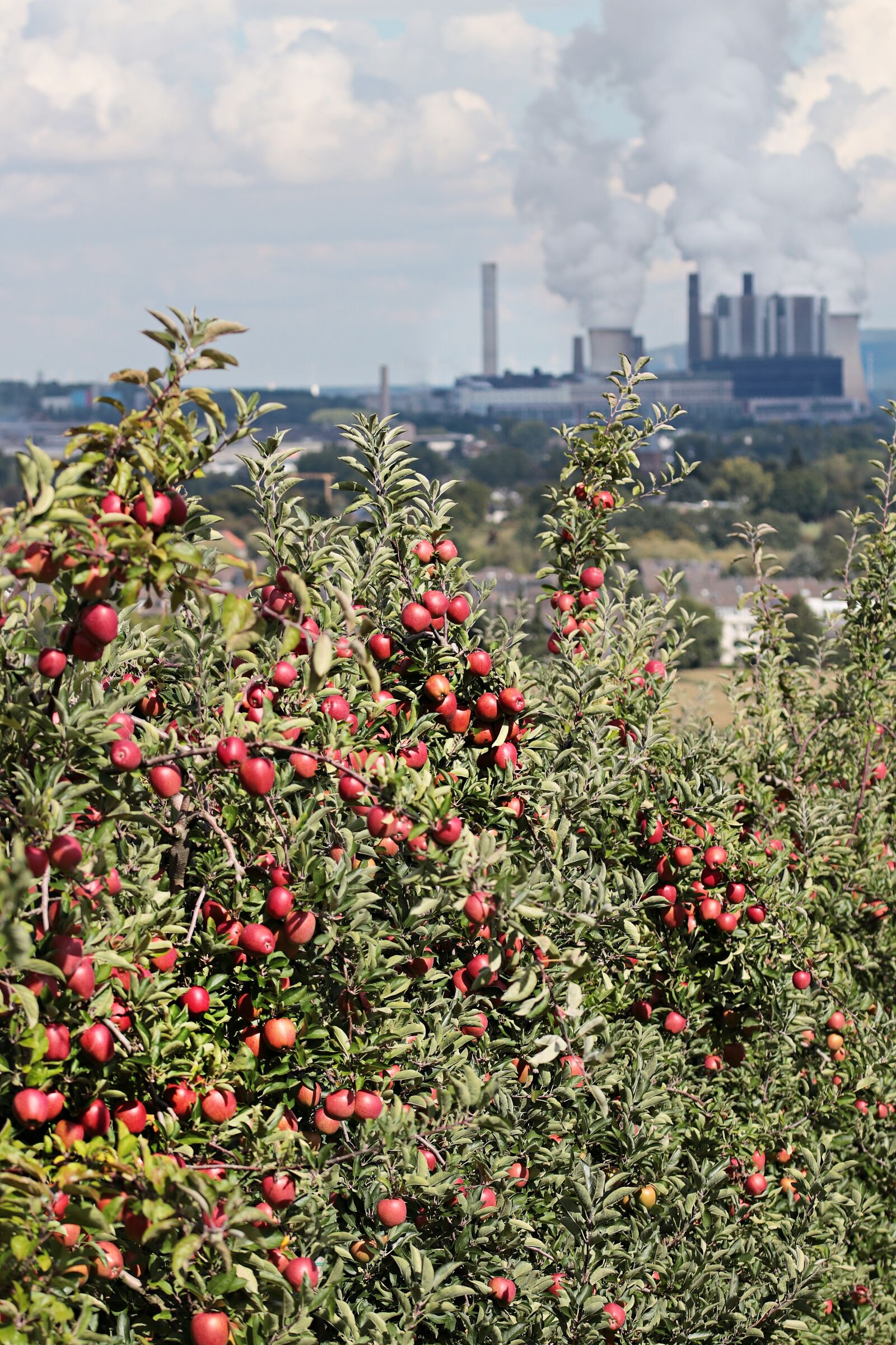 Canon EOS 80D sample photo. Apple, power plant, coal photography