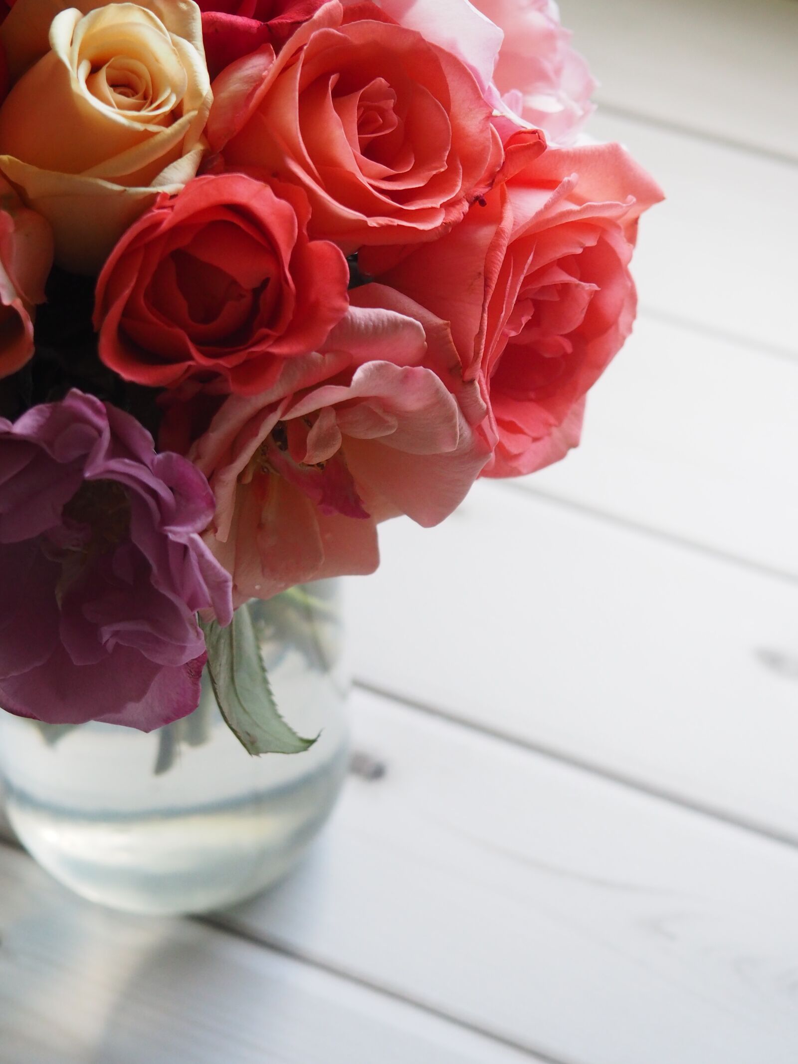 Olympus OM-D E-M10 II sample photo. Rose, flower, floral photography