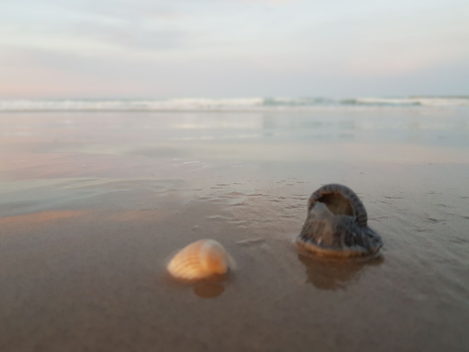 Samsung Galaxy S8 sample photo. Sea, shells, beach photography
