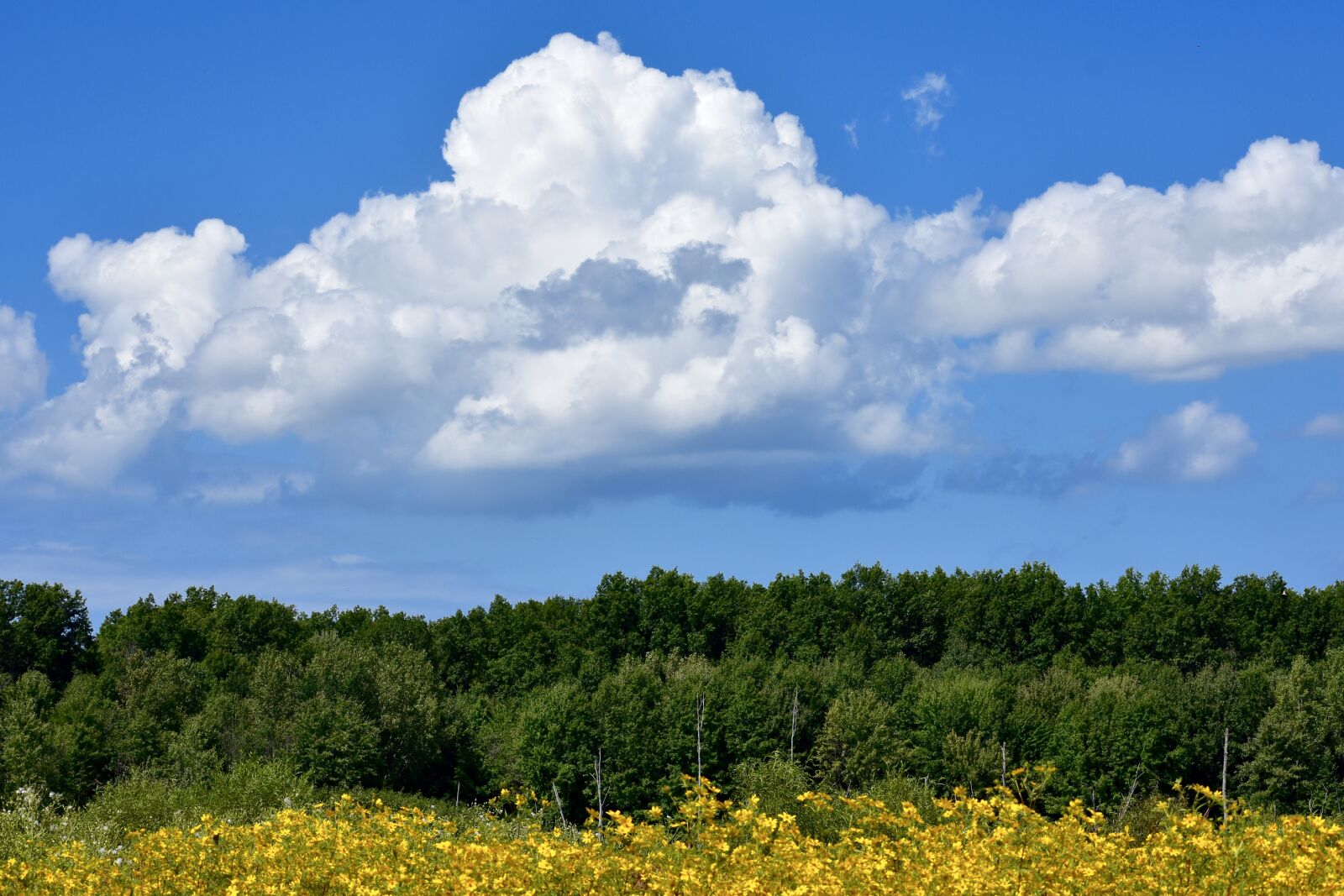 Nikon D3400 sample photo. Field, trees, clouds photography