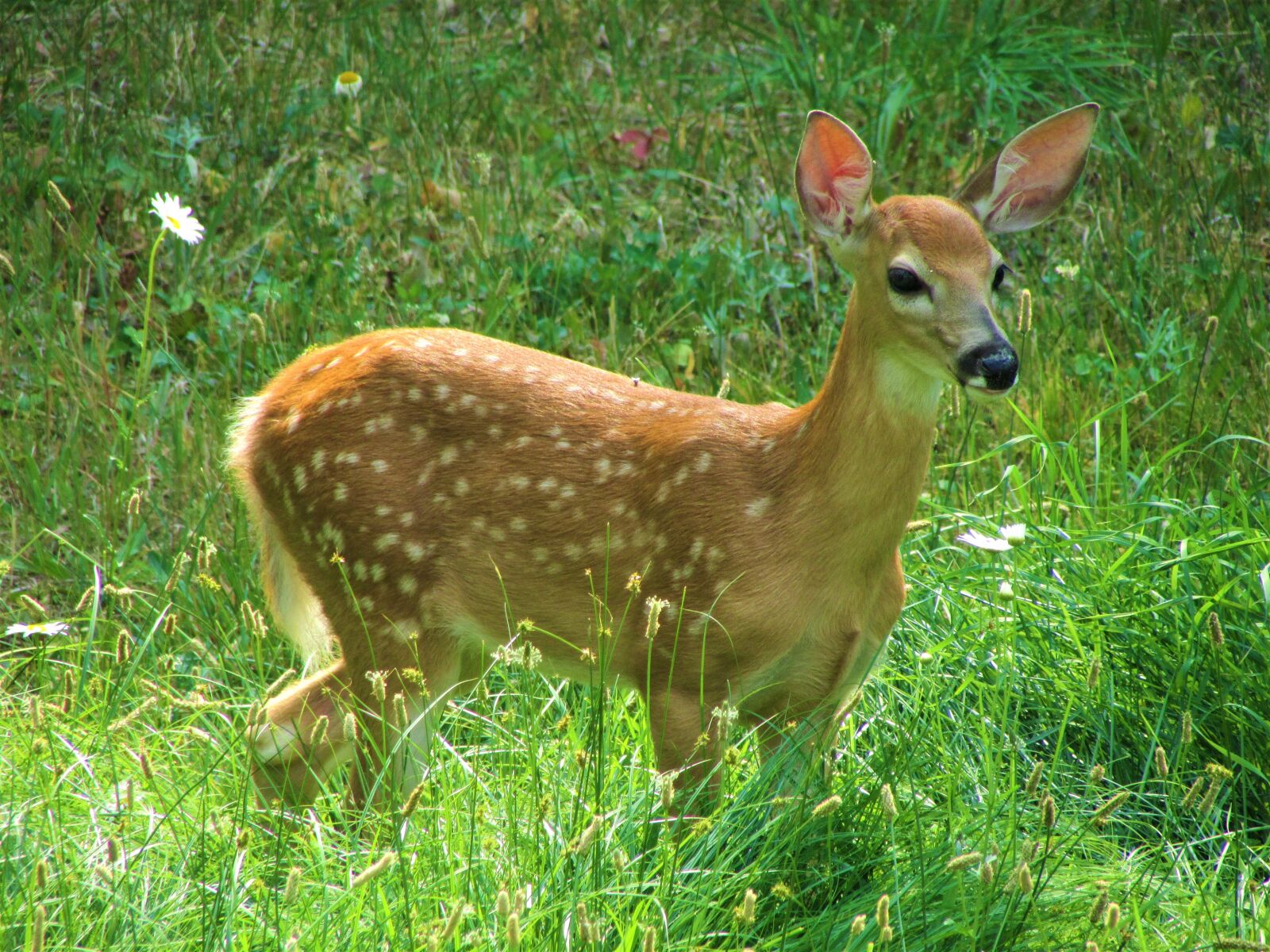 Canon PowerShot SX500 IS sample photo. White-tailed deer, fawn, spots photography