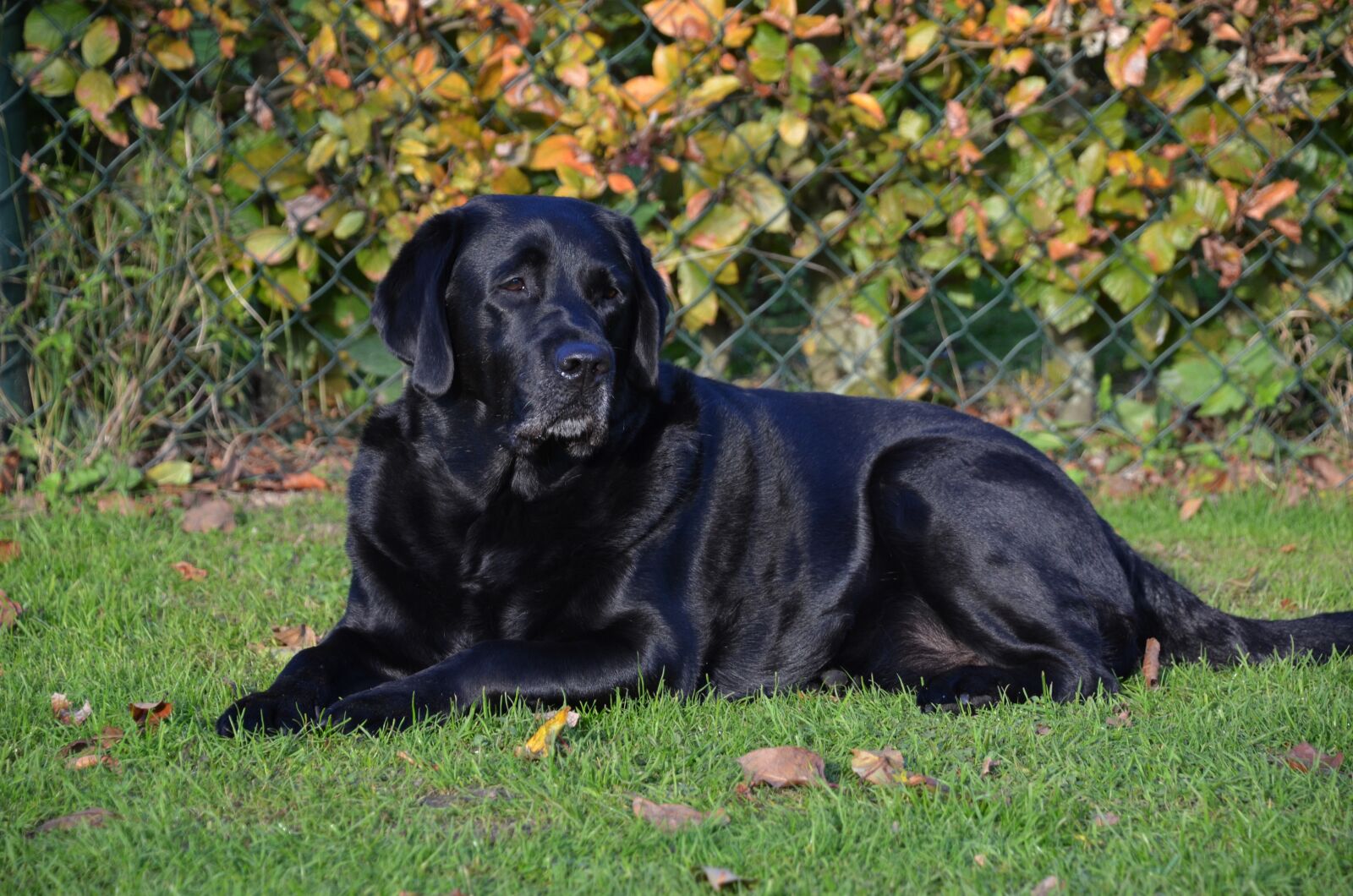 Nikon D5100 sample photo. Black lab, beautiful, dog photography