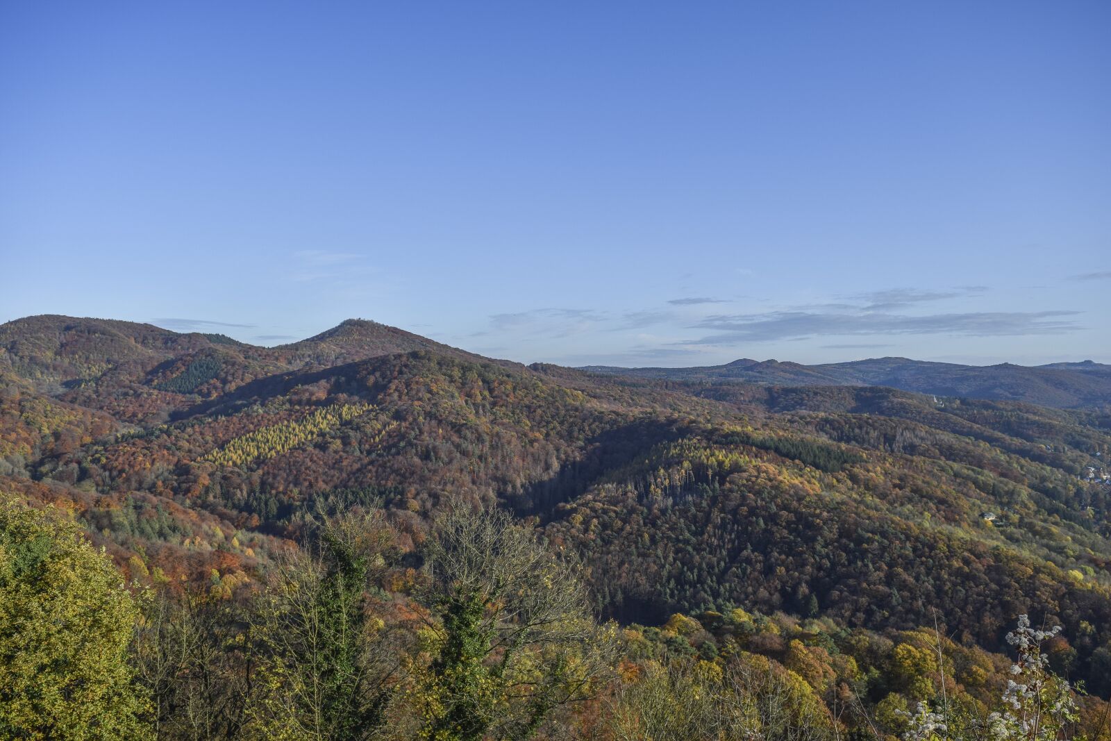 Nikon D3300 sample photo. Landscape, forest, nature photography