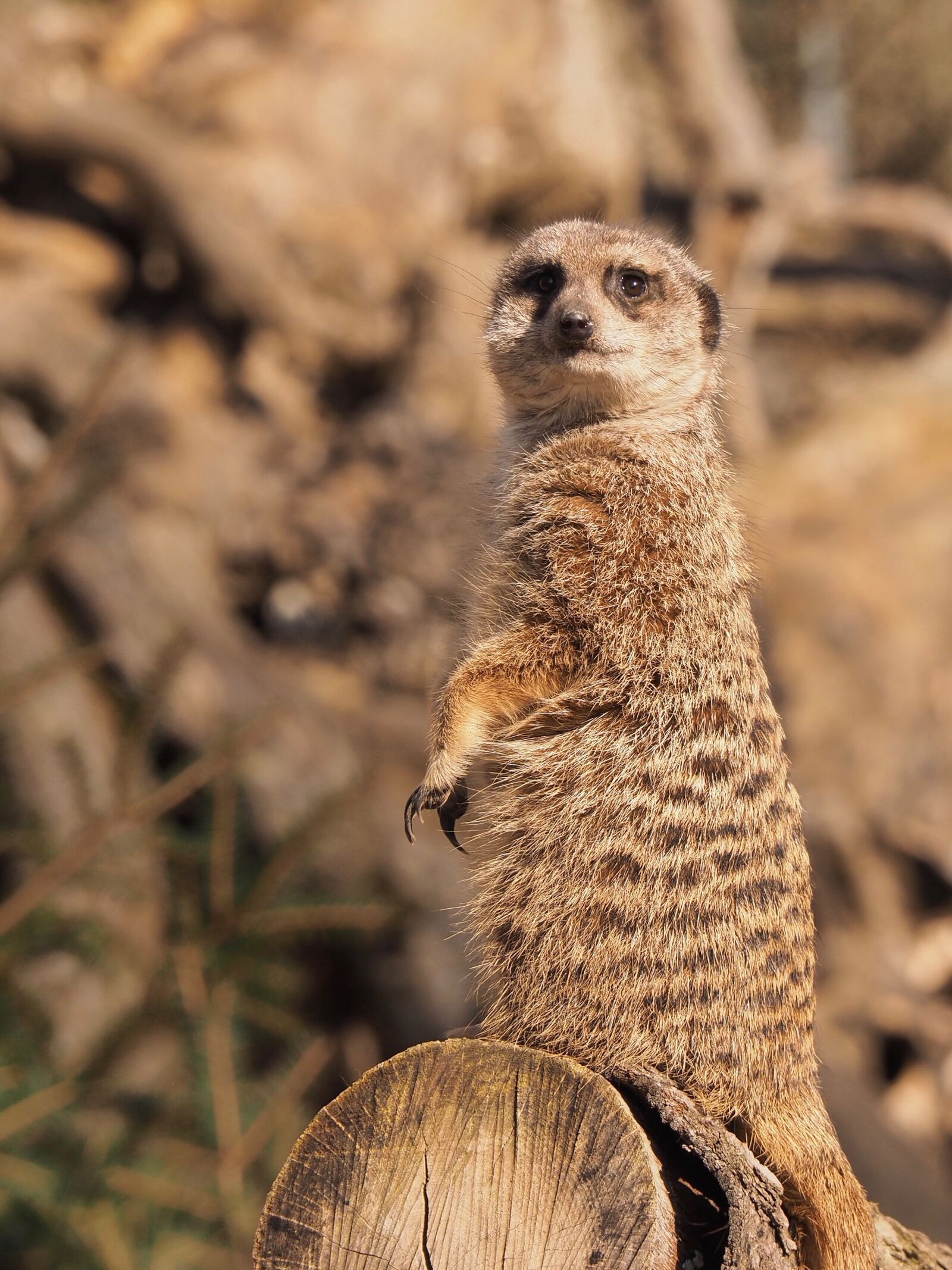 Olympus OM-D E-M5 II sample photo. Meerkat, watch, attention photography