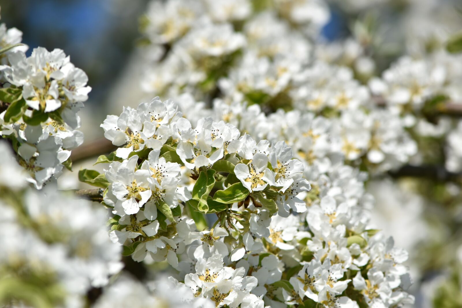 Nikon D5500 sample photo. Pear blossom, blossom, bloom photography
