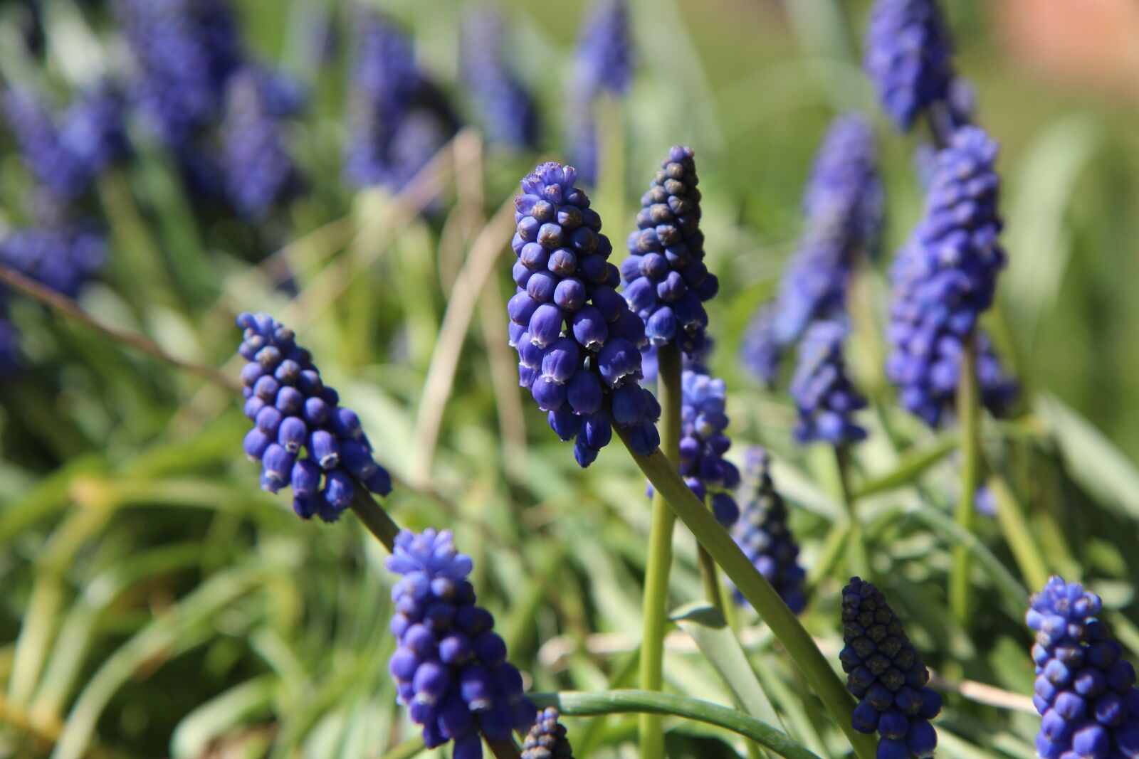 Canon EOS 600D (Rebel EOS T3i / EOS Kiss X5) sample photo. Muscari, flowers, spring photography