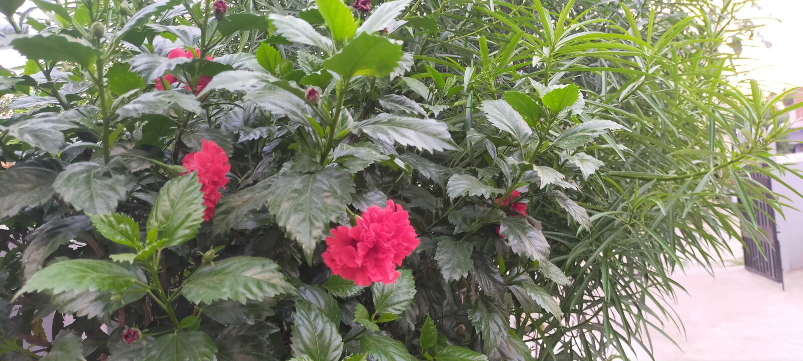 OPPO A9 2020 sample photo. Beautiful flowers, red flowers photography