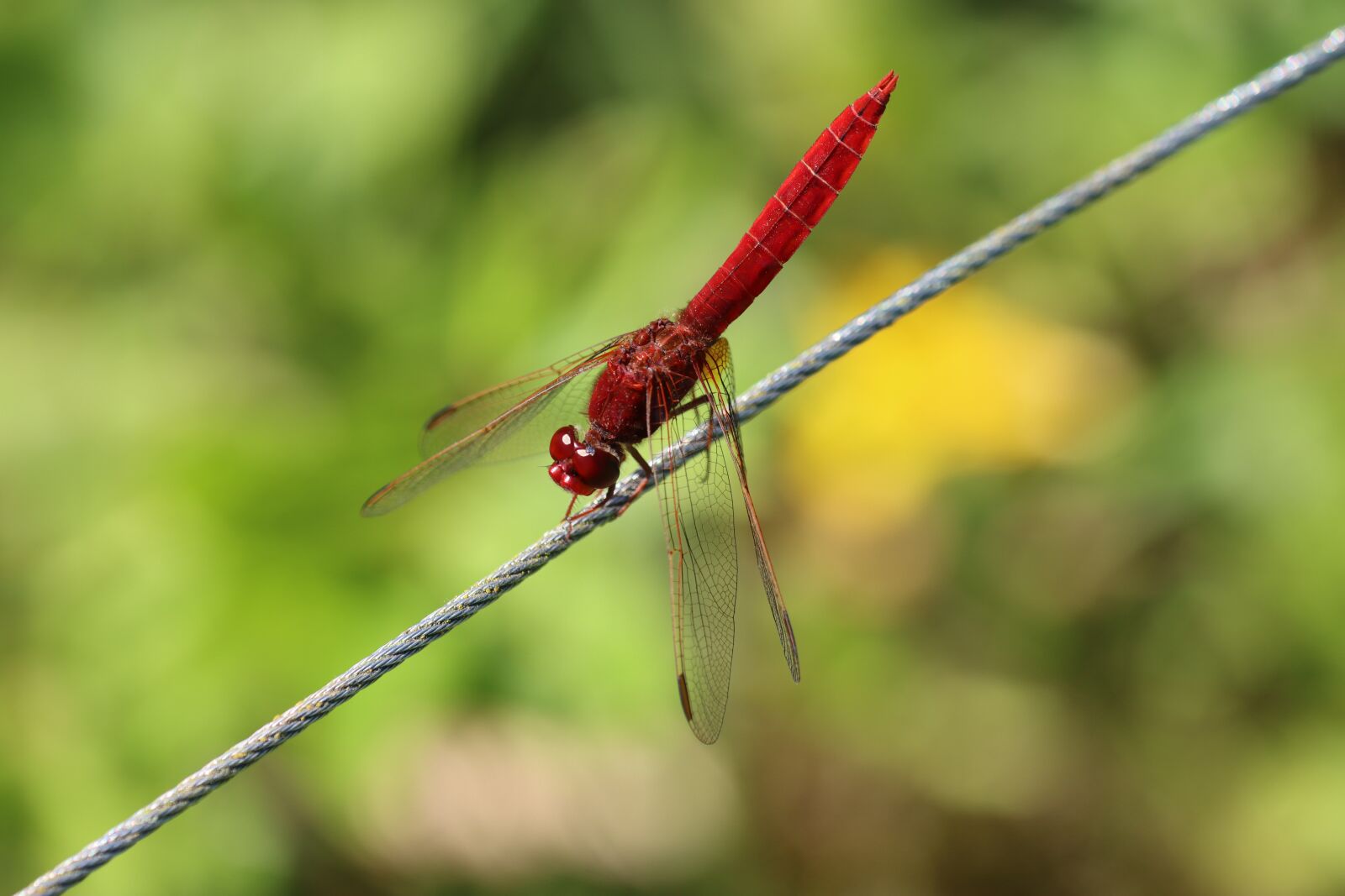 Canon EOS 90D sample photo. Red, dragonfly, tightrope photography