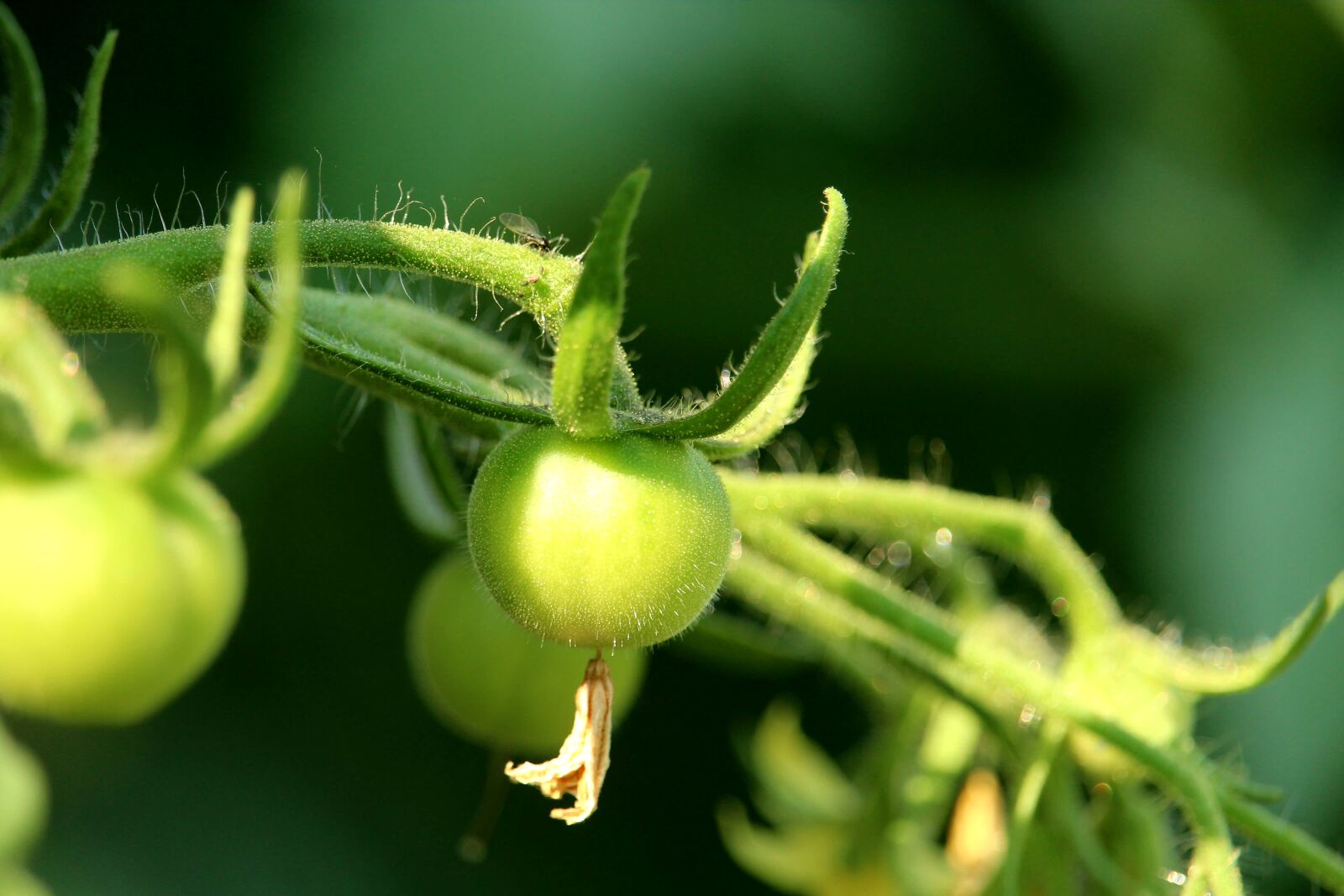 Canon EOS 1200D (EOS Rebel T5 / EOS Kiss X70 / EOS Hi) sample photo. Tomato, immature, green photography