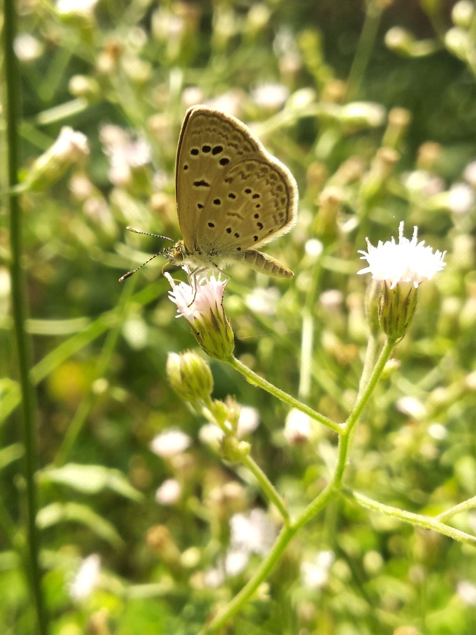 Xiaomi Redmi Note 5 sample photo. Butterfly, nature, insect photography