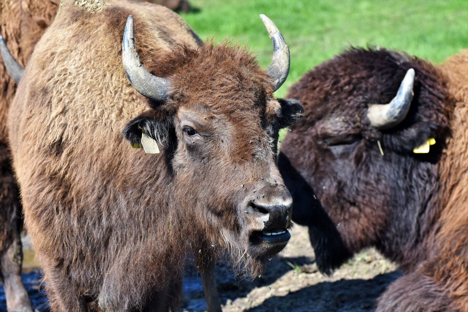 Nikon D7200 sample photo. Bison, buffalo, horns photography