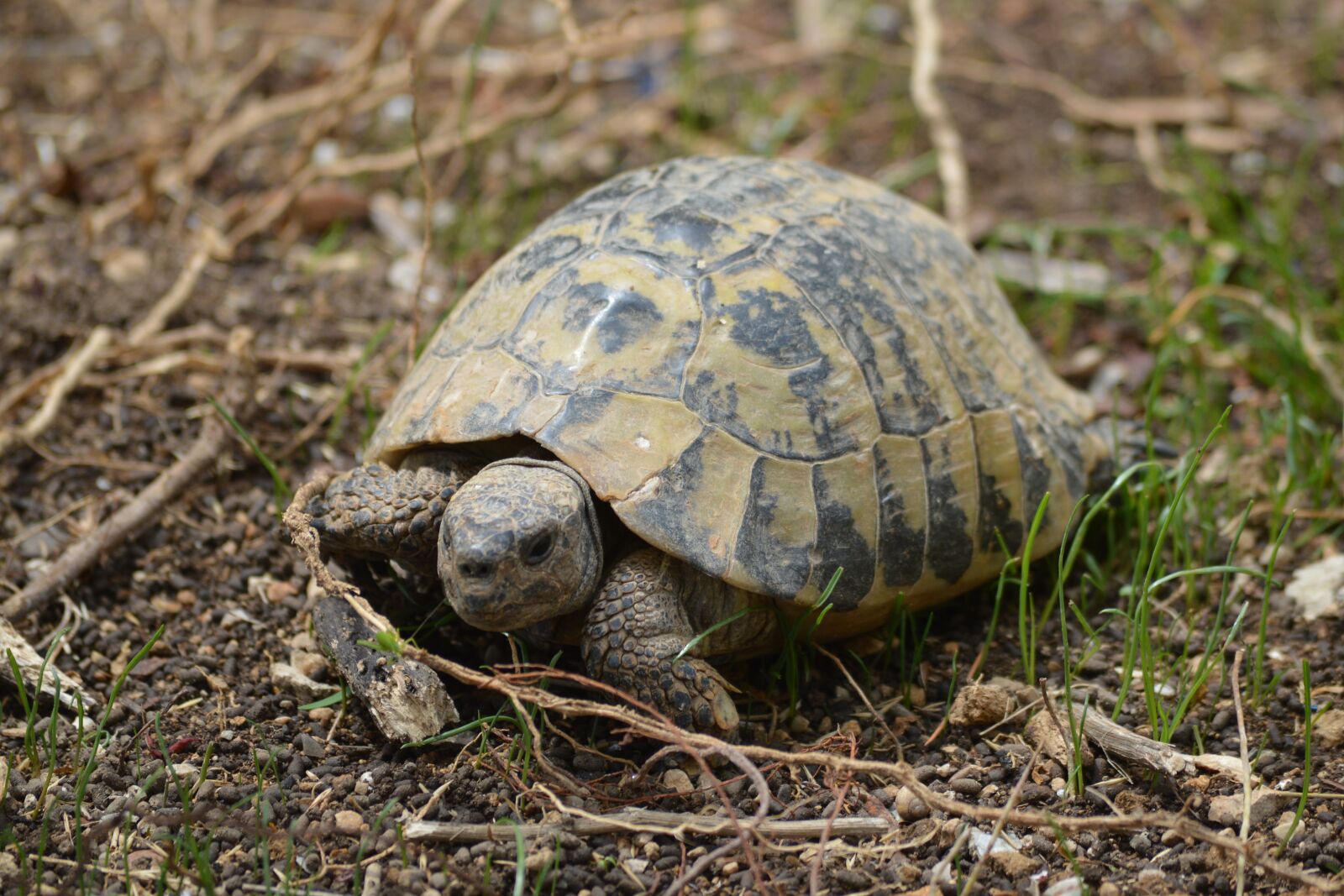 Nikon D3200 sample photo. Nature, animal, turtle photography