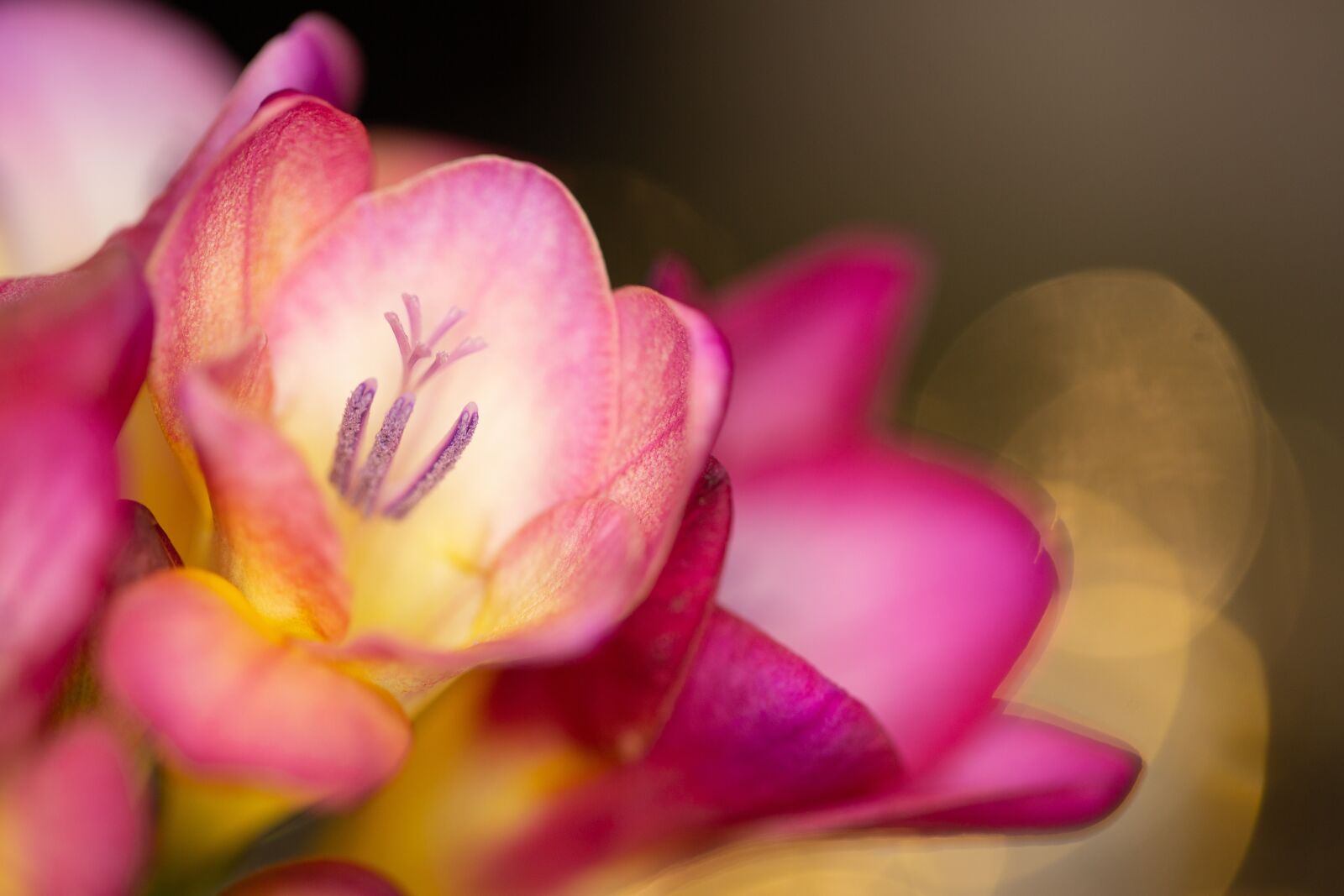 Canon EF 100mm F2.8L Macro IS USM sample photo. Flowers, bulbs, bokeh photography