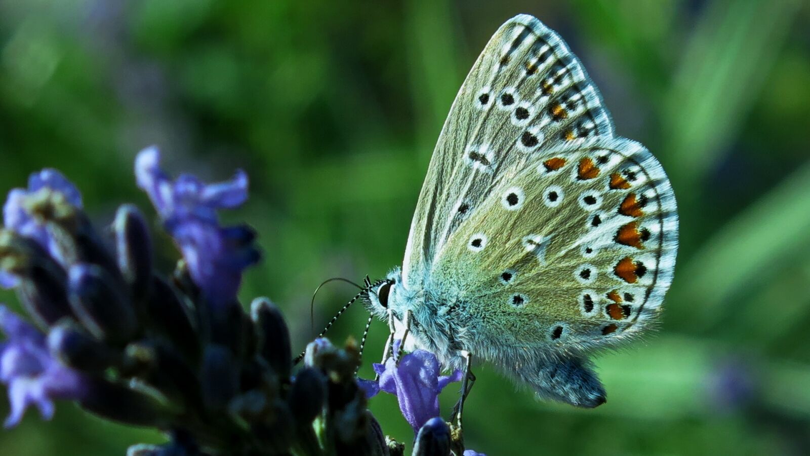 Canon PowerShot G15 sample photo. Butterfly, common blue, butterflies photography