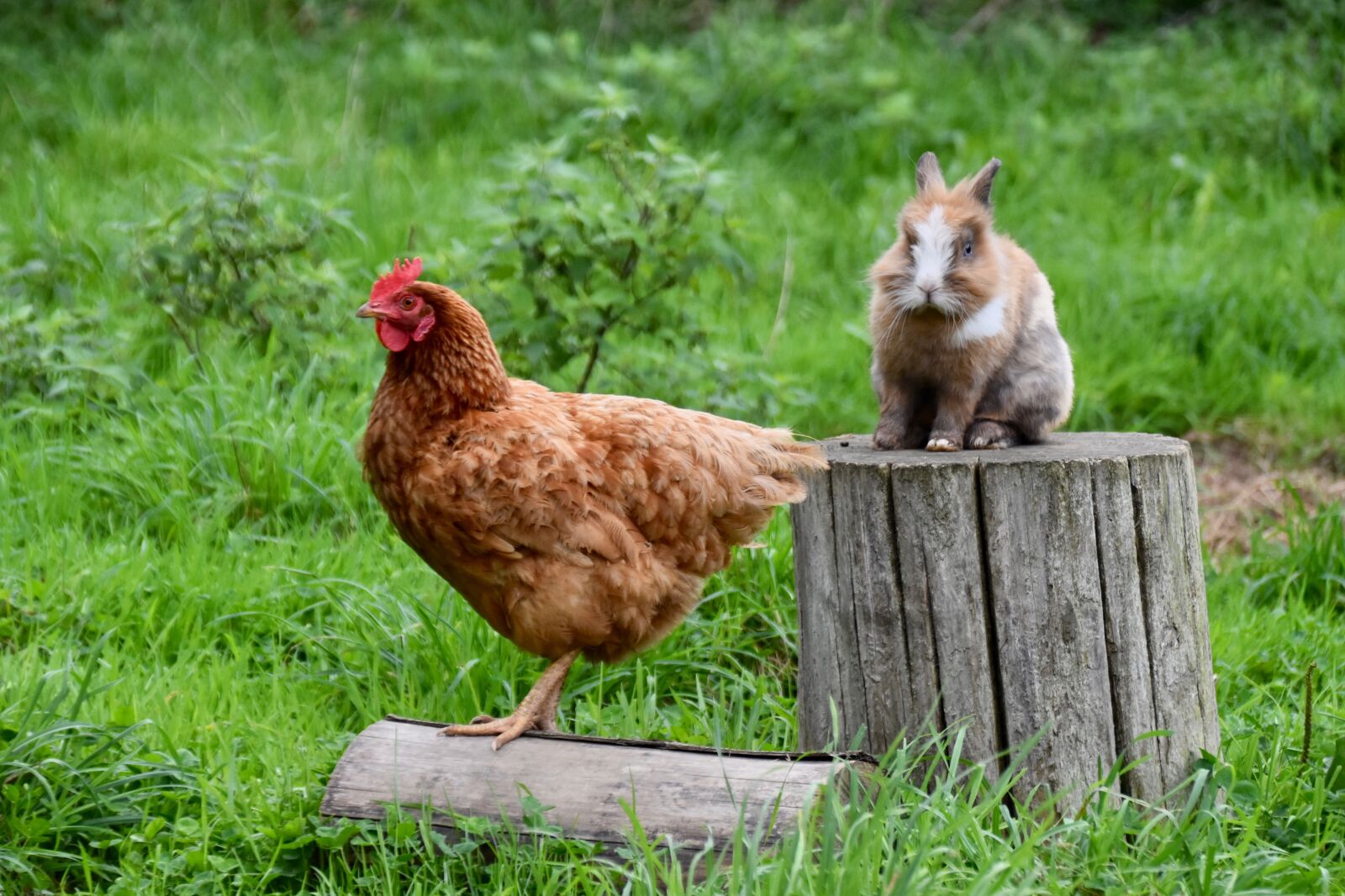 Nikon D5600 sample photo. Hen, rabbit, farmyard animals photography