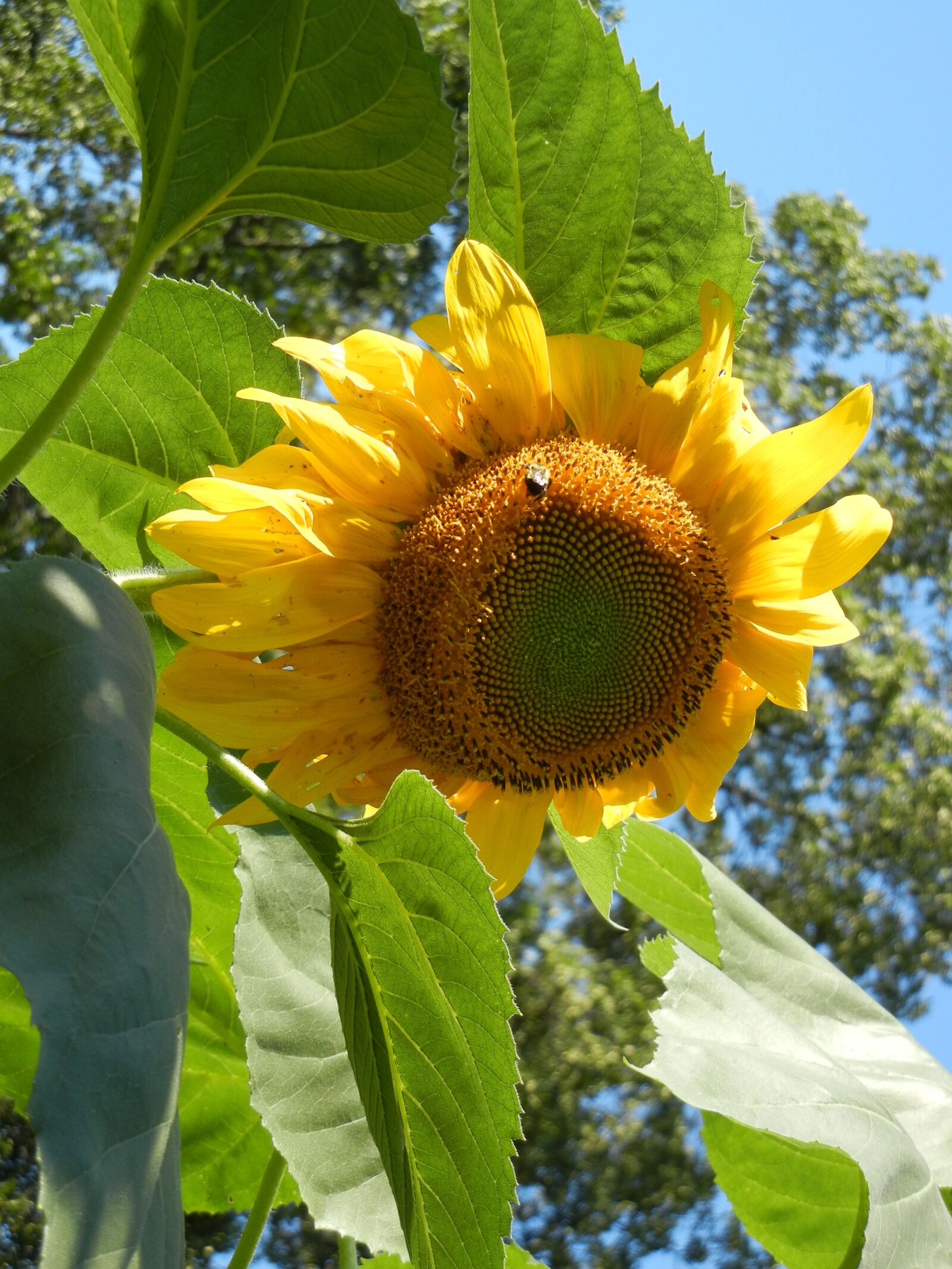 Nikon Coolpix S8100 sample photo. Sunflower, summer, plant photography