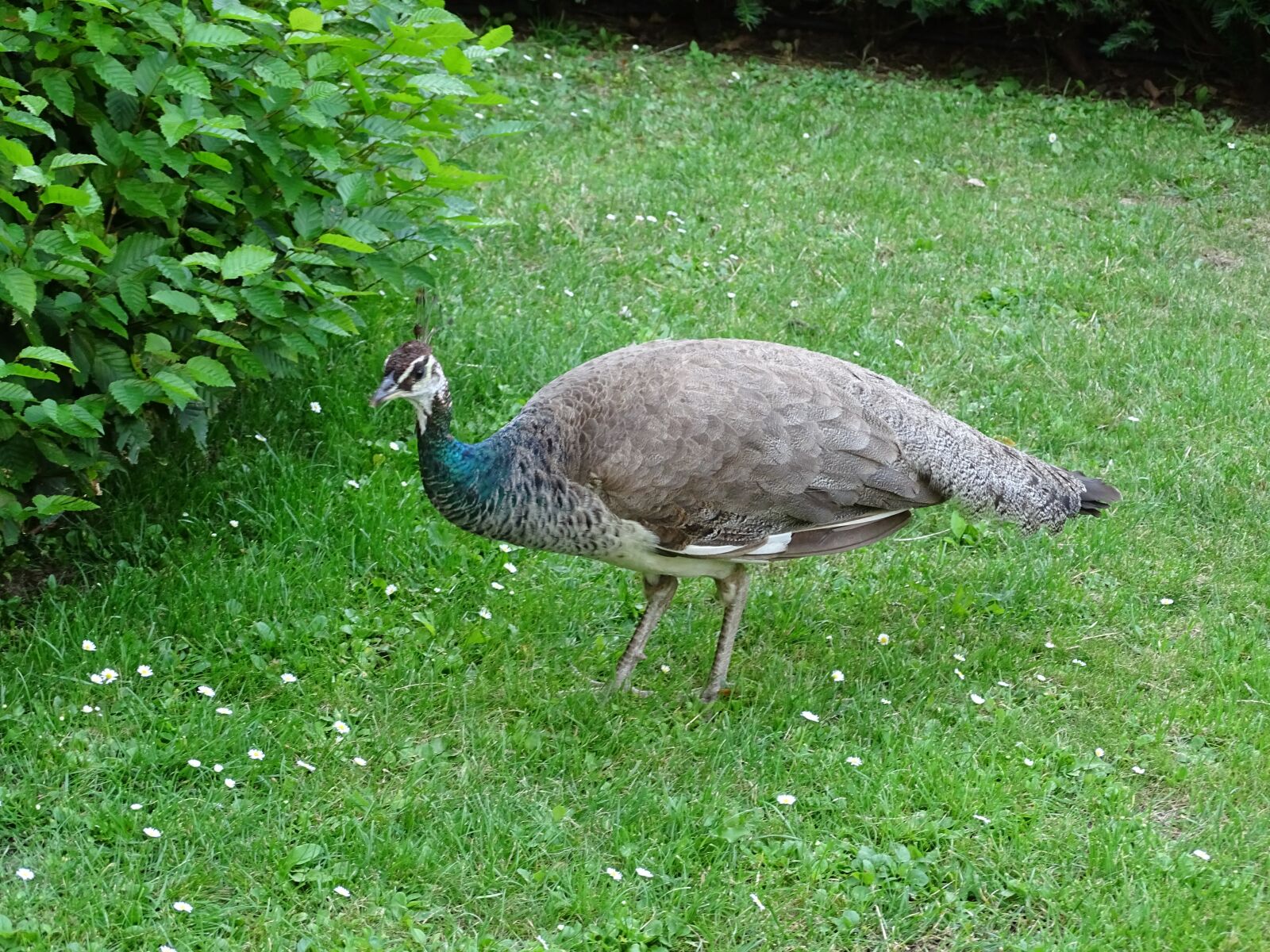 Sony Cyber-shot DSC-HX400V sample photo. Peacock, bird, an ornamental photography