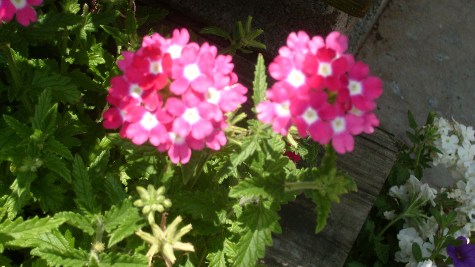 Samsung KENOX S730  / Samsung S730 sample photo. Pink, pink, flower, white photography