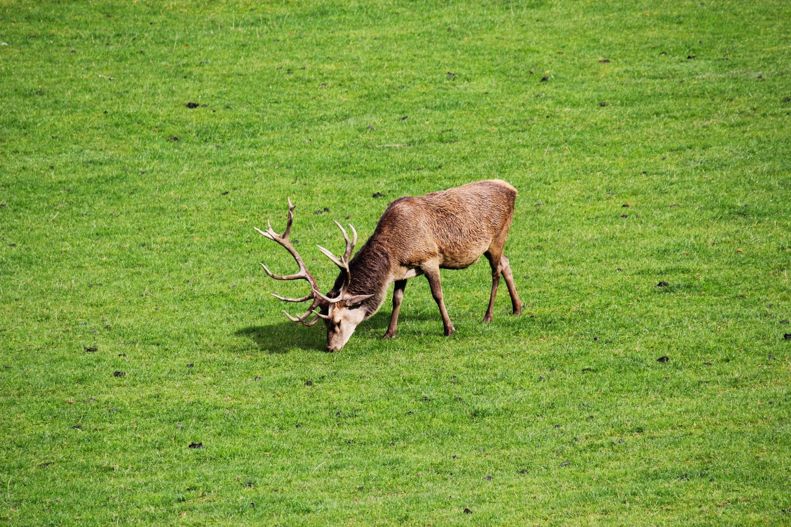 Canon EOS 550D (EOS Rebel T2i / EOS Kiss X4) sample photo. Hirsch, antler, nature photography