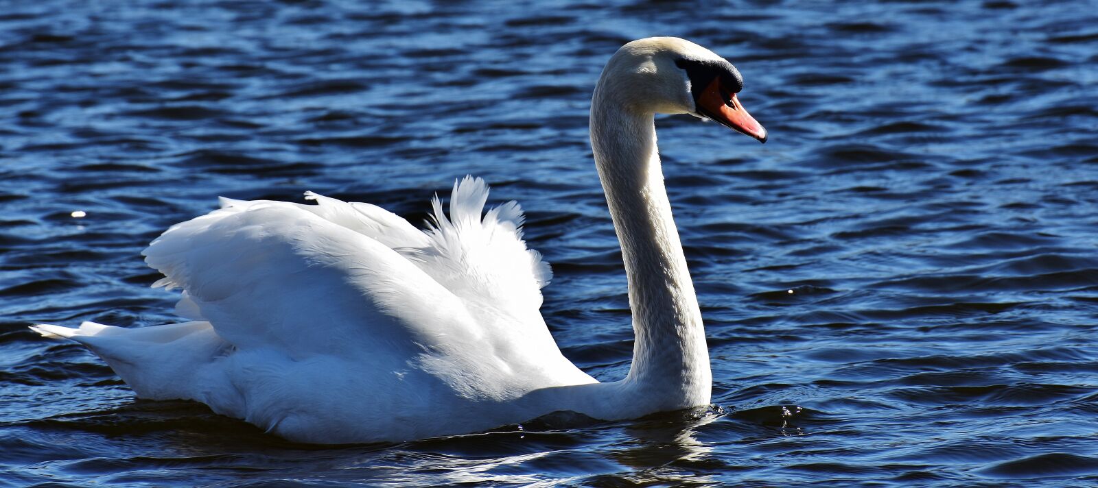 Nikon D7200 sample photo. Swan, water bird, bird photography