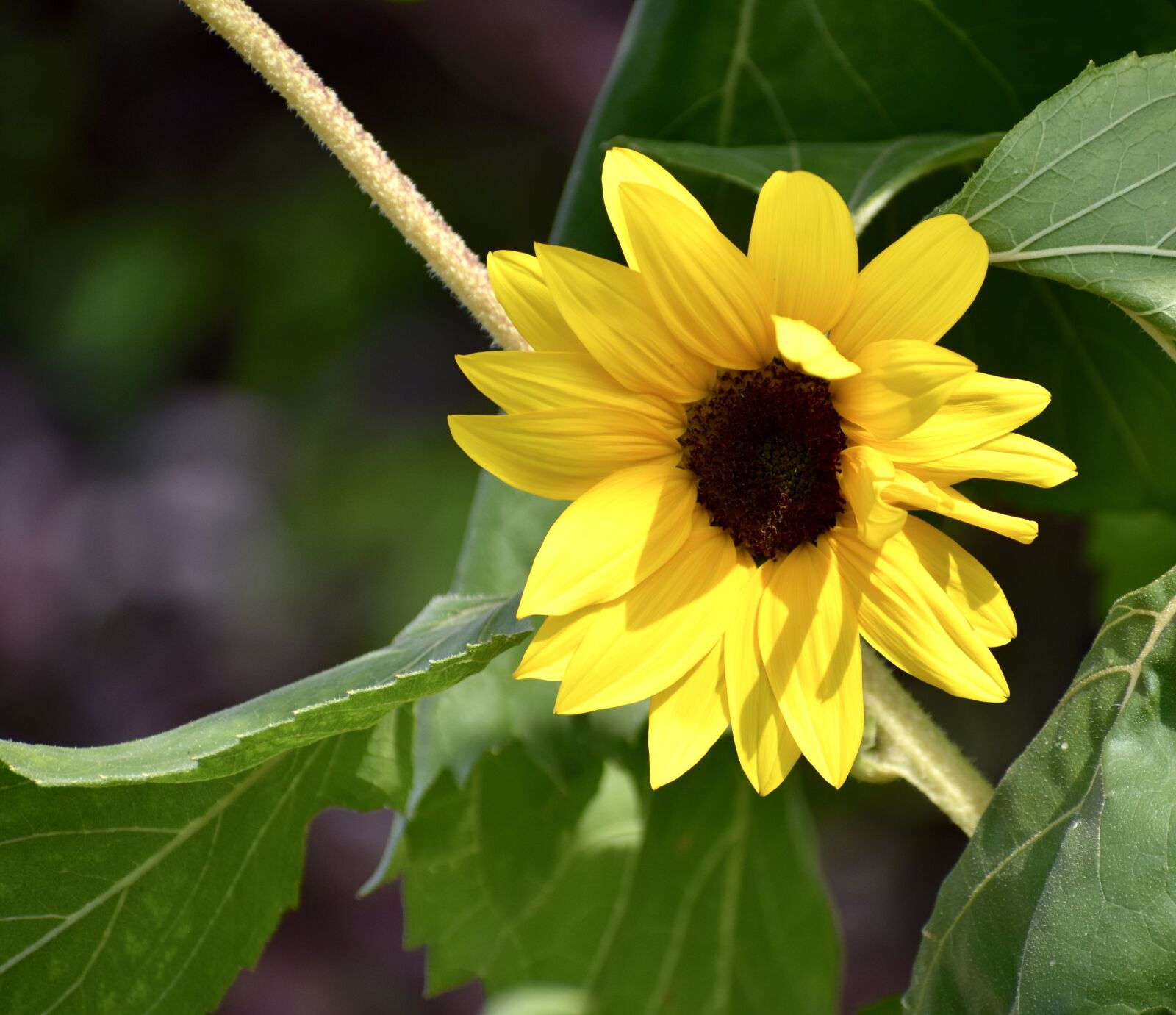 Nikon D3400 sample photo. Sunflower, yellow, bright photography