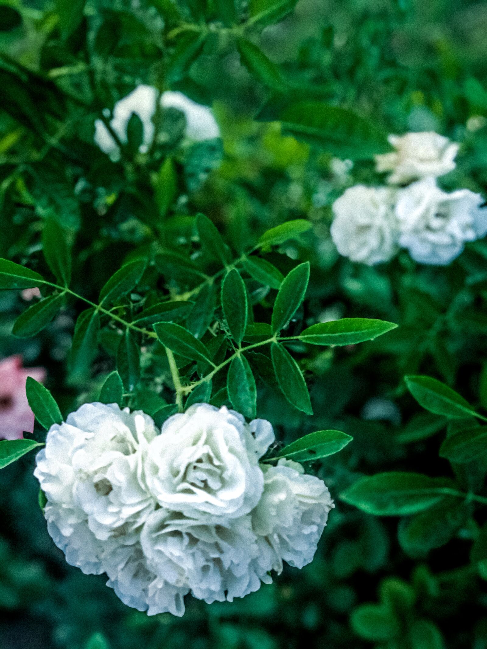iPhone X back dual camera 6mm f/2.4 sample photo. White, rose, flower photography