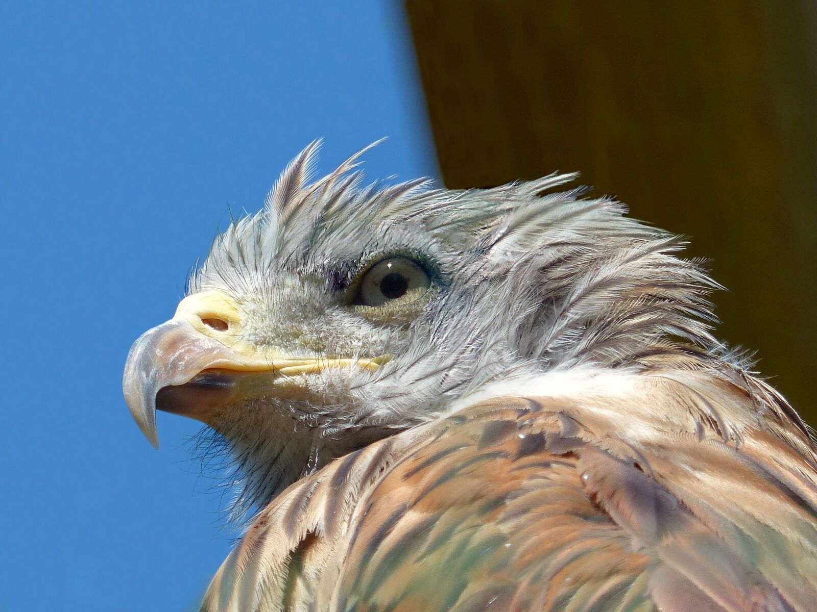 Panasonic Lumix DMC-FZ200 sample photo. Eagle, young, portrait photography