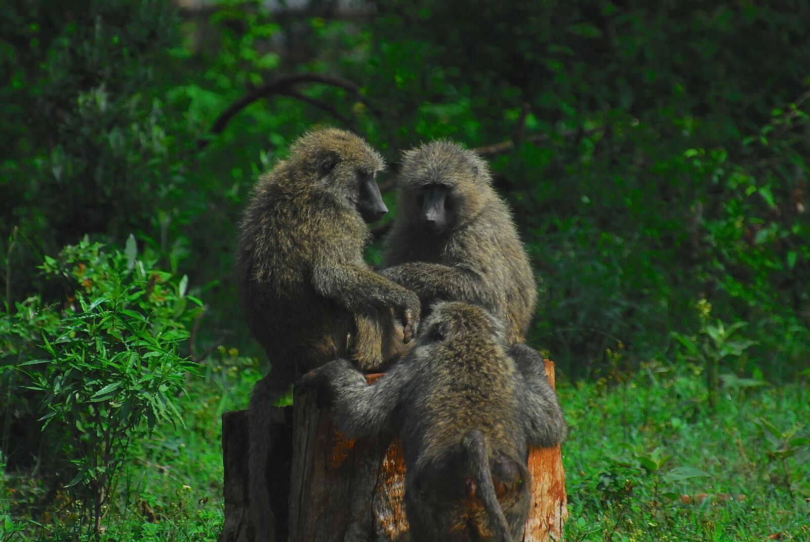 Nikon D200 sample photo. Baboon, baboons, monkey photography