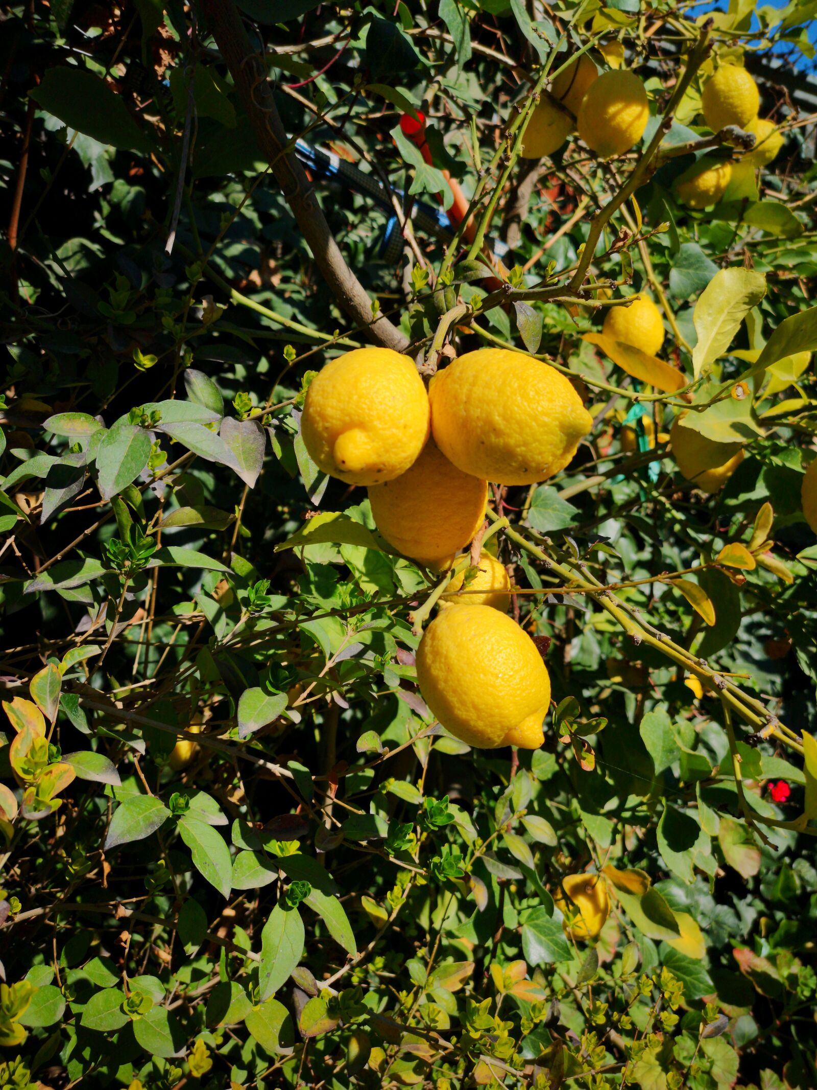 HUAWEI CLT-L09 sample photo. Lemon, citrus, fruit photography