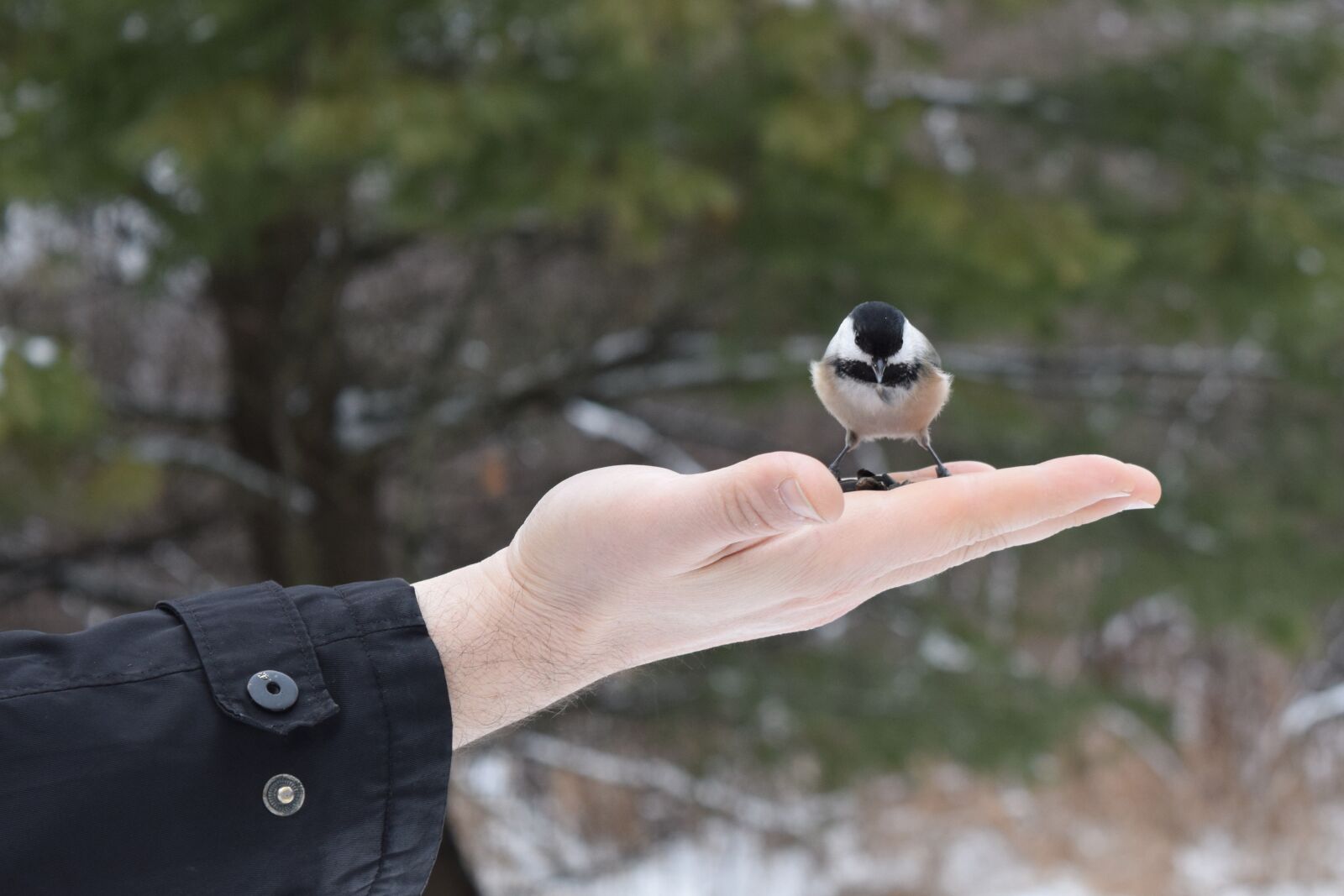 Nikon D3300 sample photo. Bird, tit, forest photography
