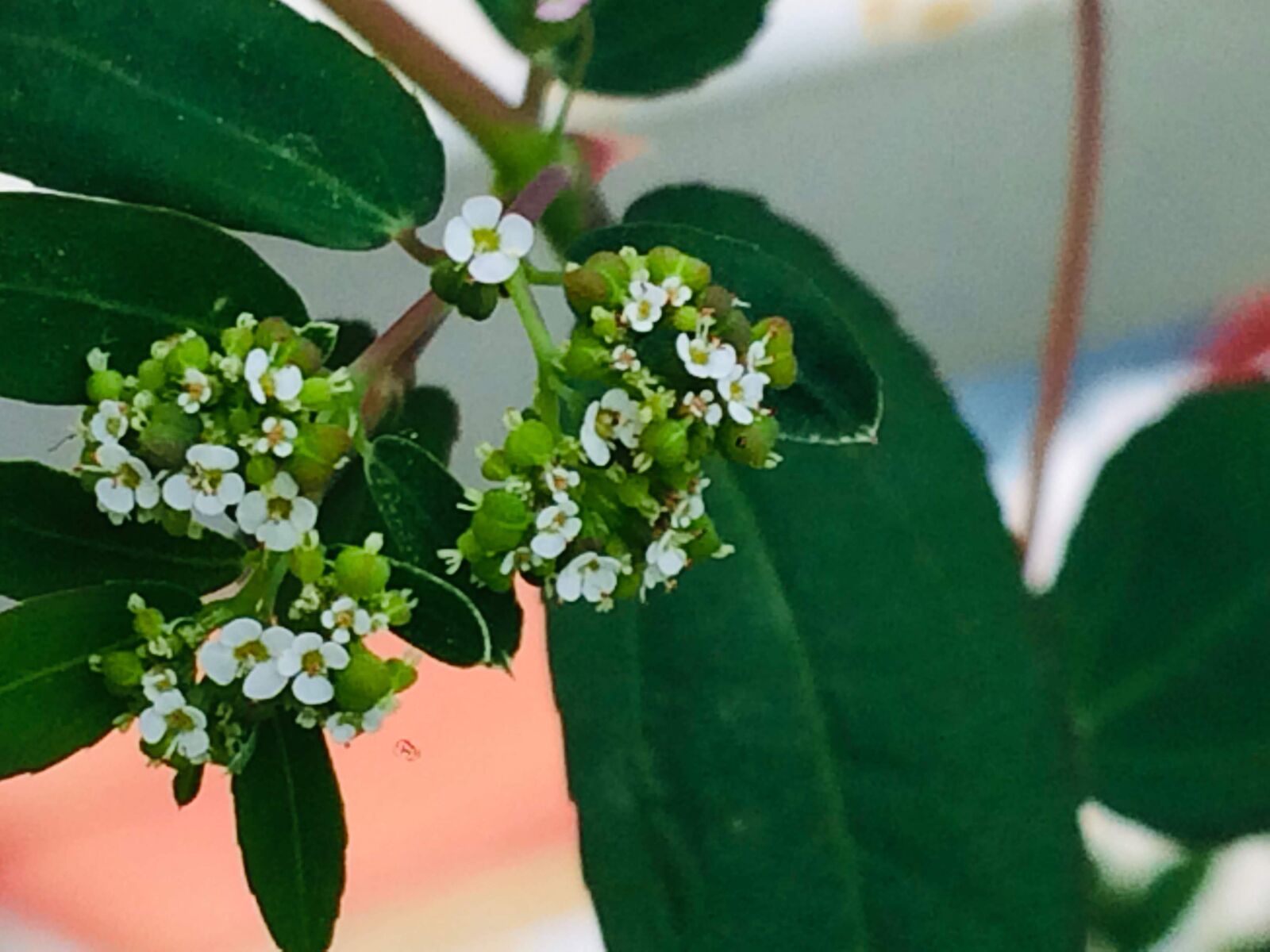 iPhone 5s back camera 4.15mm f/2.2 sample photo. Plants, flower, nature photography
