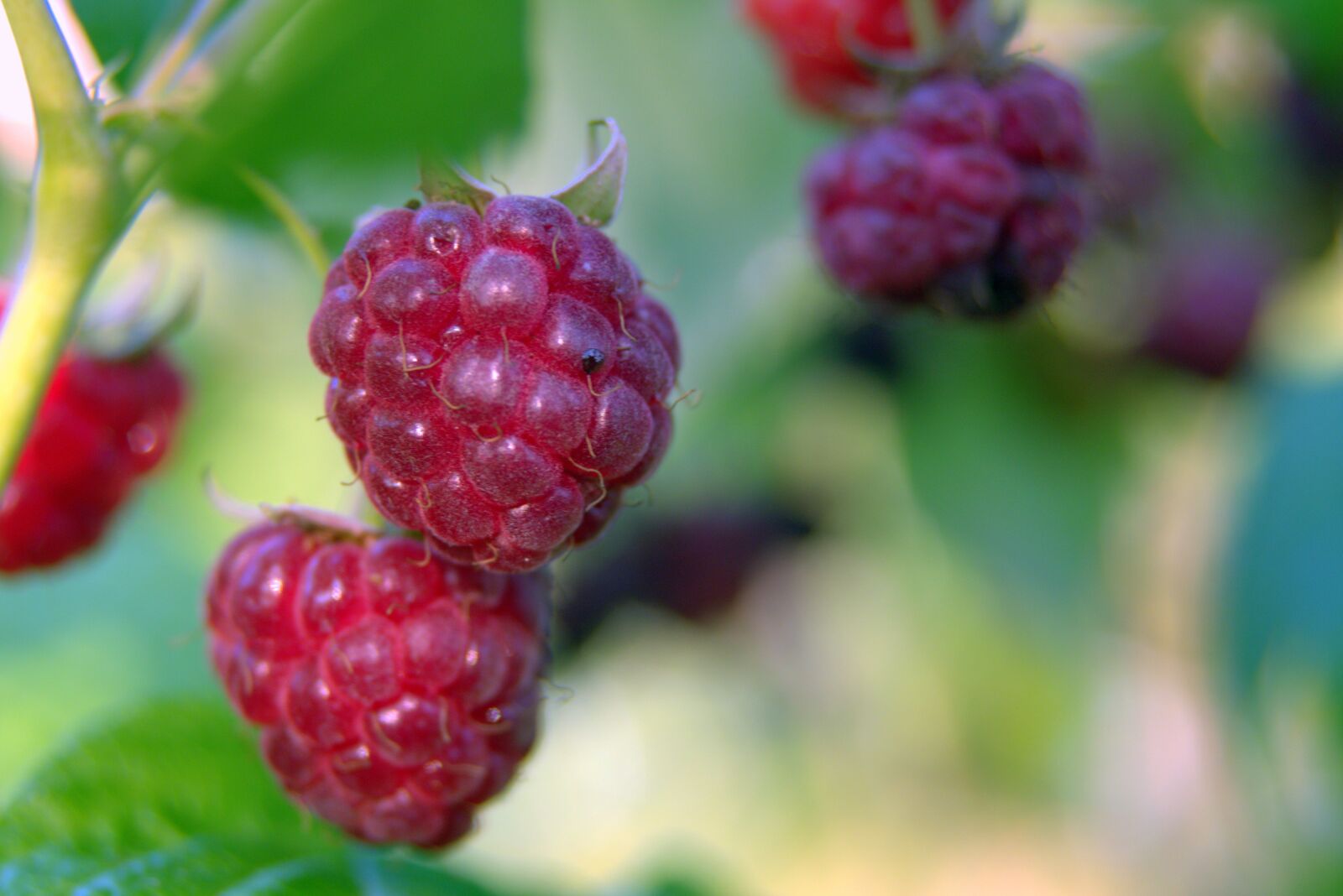 Pentax K-S2 sample photo. Raspberries, red, fruit photography