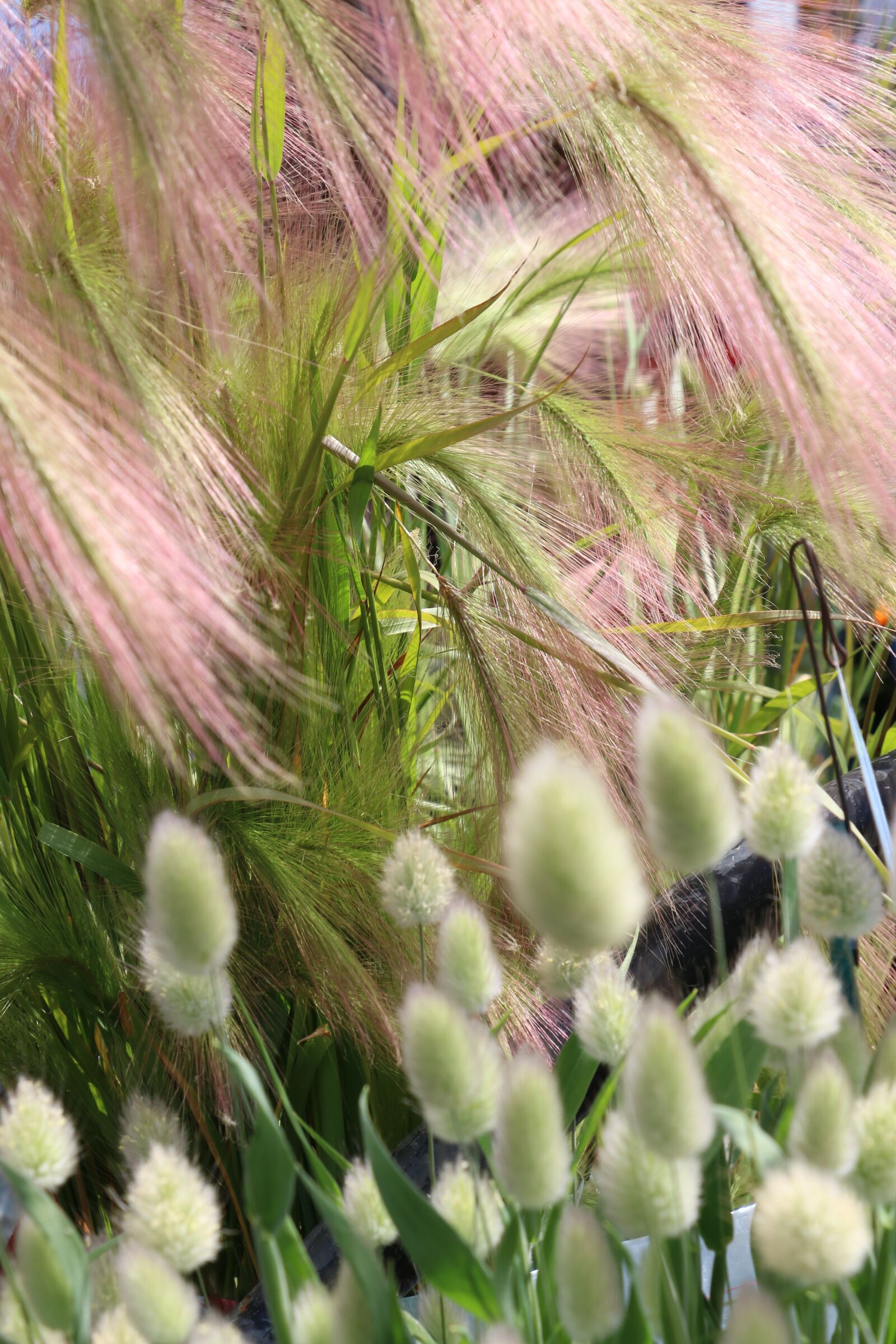 Canon EOS 70D sample photo. Garden, flower decoration, grass photography